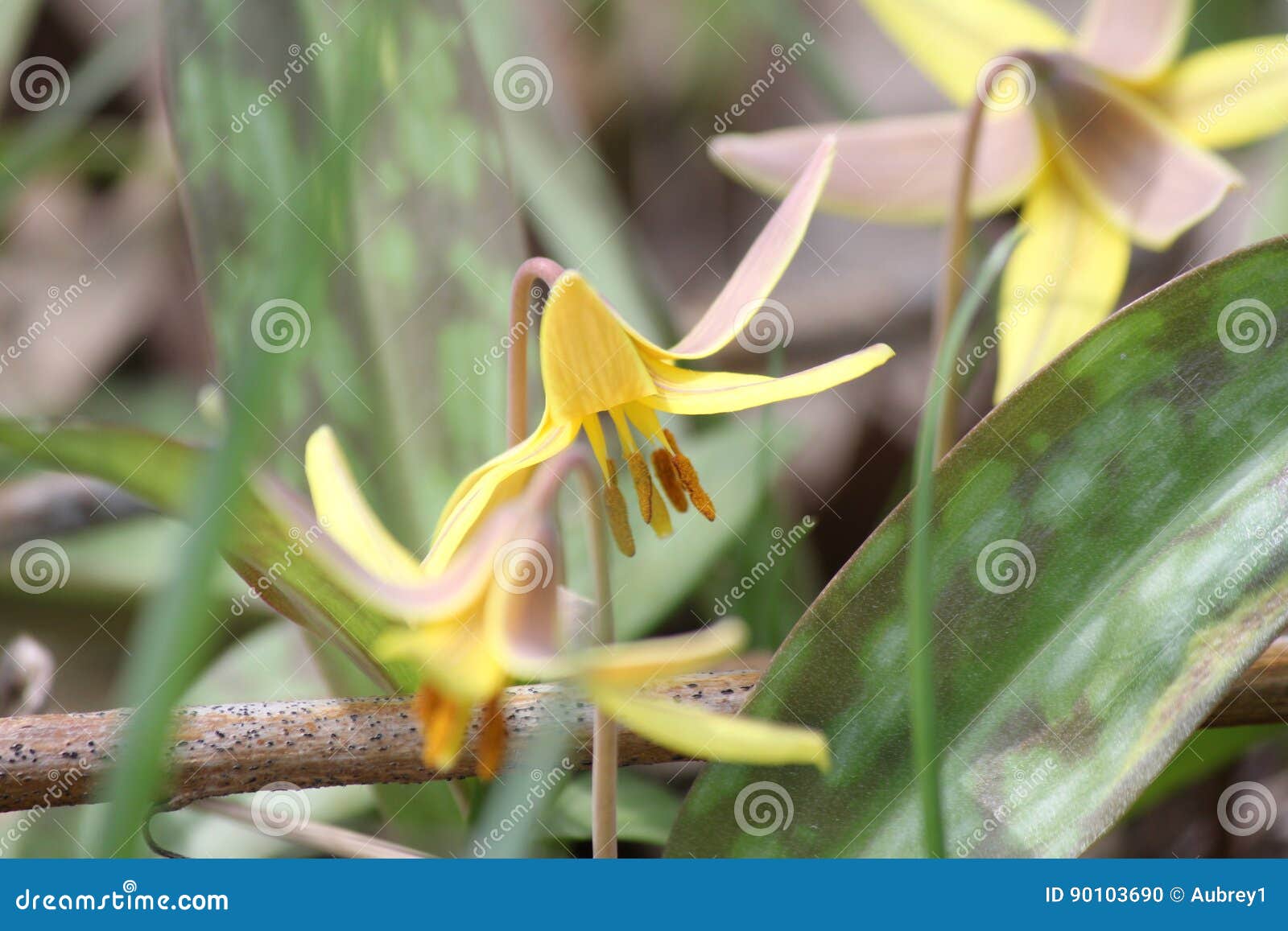 黄色鳟鱼百合赤莲americanum 库存照片 图片包括有相当 五颜六色 词根 雌蕊 森林 黄色鳟鱼百合赤莲americanum 库存照片 图片包括有相当 五颜六色 词根 雌蕊 森林