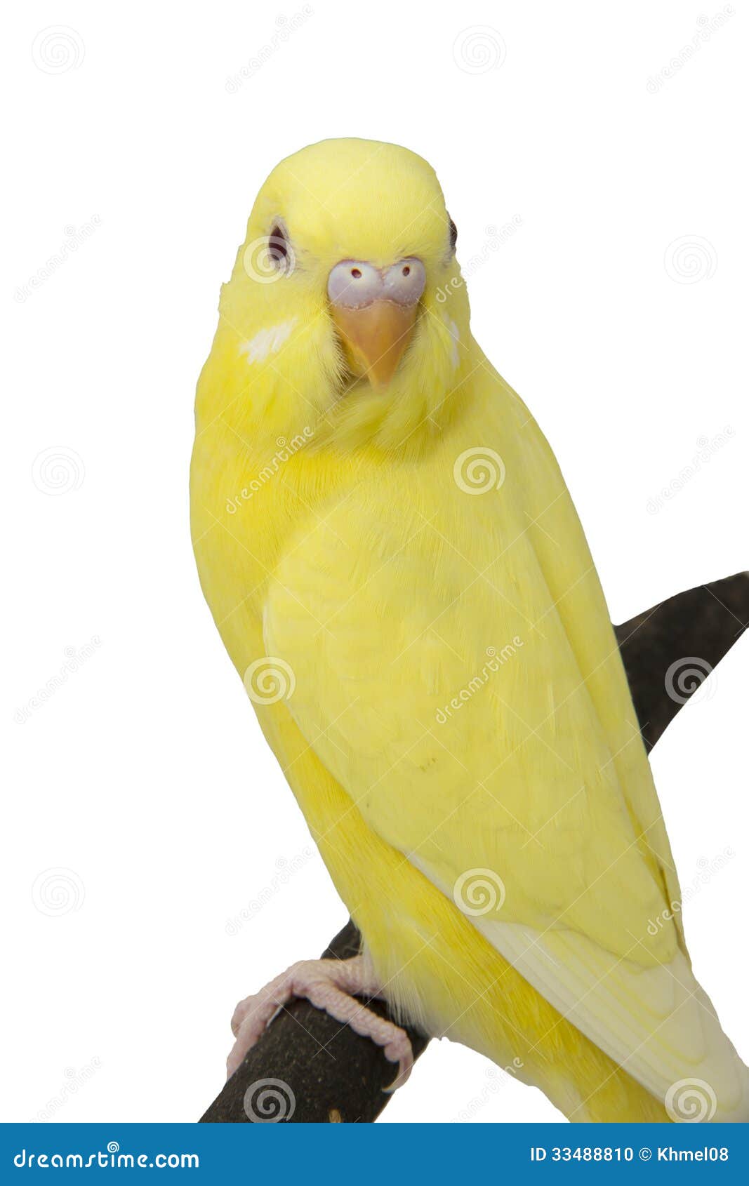 黄色鹦鹉在分支。 库存照片. 图片包括有鹦鹉, 本质, 滑稽, 工作室, 眼睛, 双翼飞机, 通风, 羽毛- 33488810