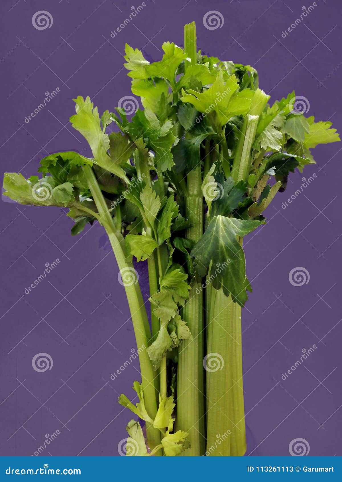 艺术性的芹菜作为菜花束库存图片 图片包括有