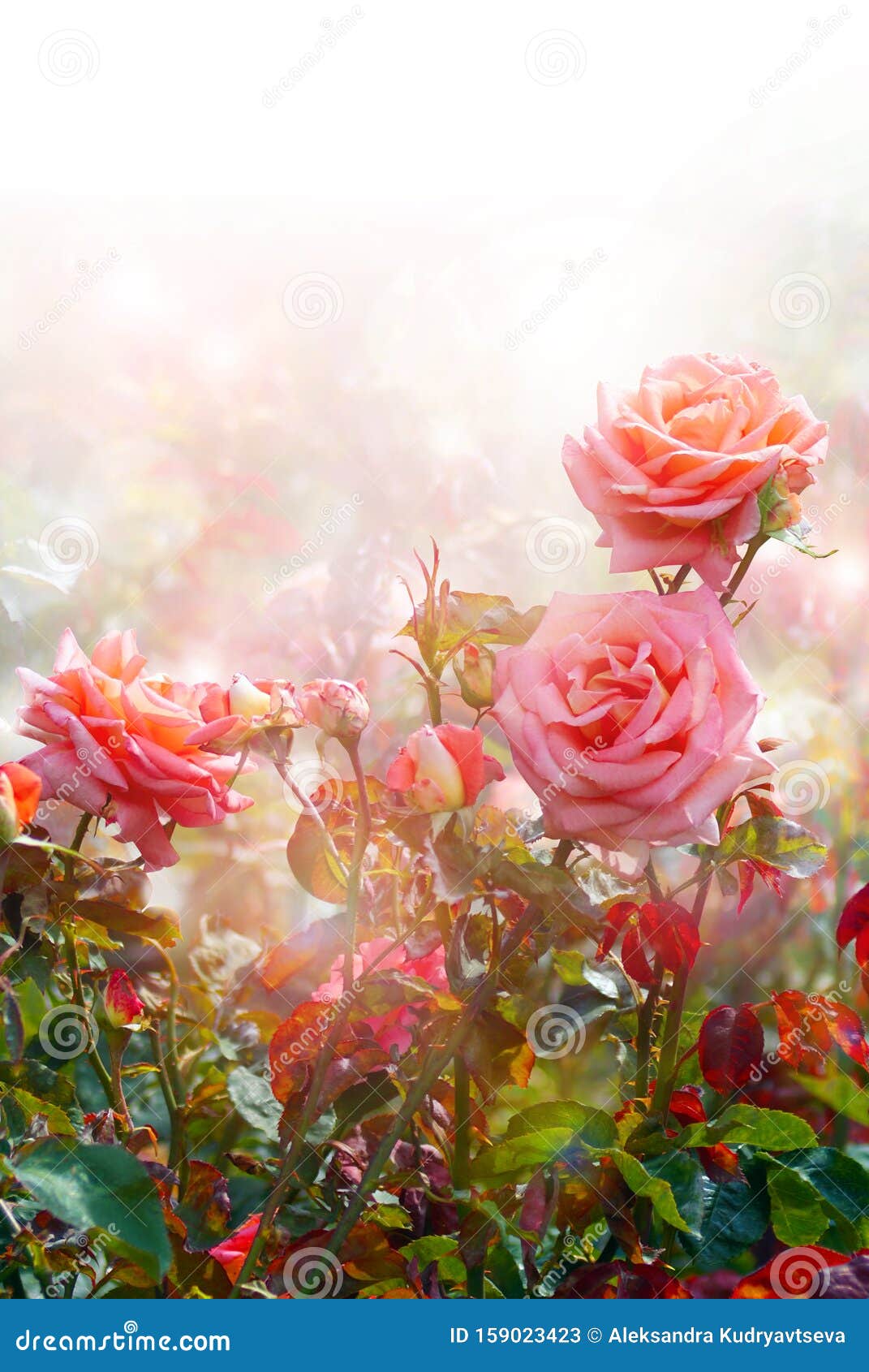 艺术摘要玫瑰花背景设计库存例证 插画包括有钞票 开花的 问候 颜色 国界的 五颜六色