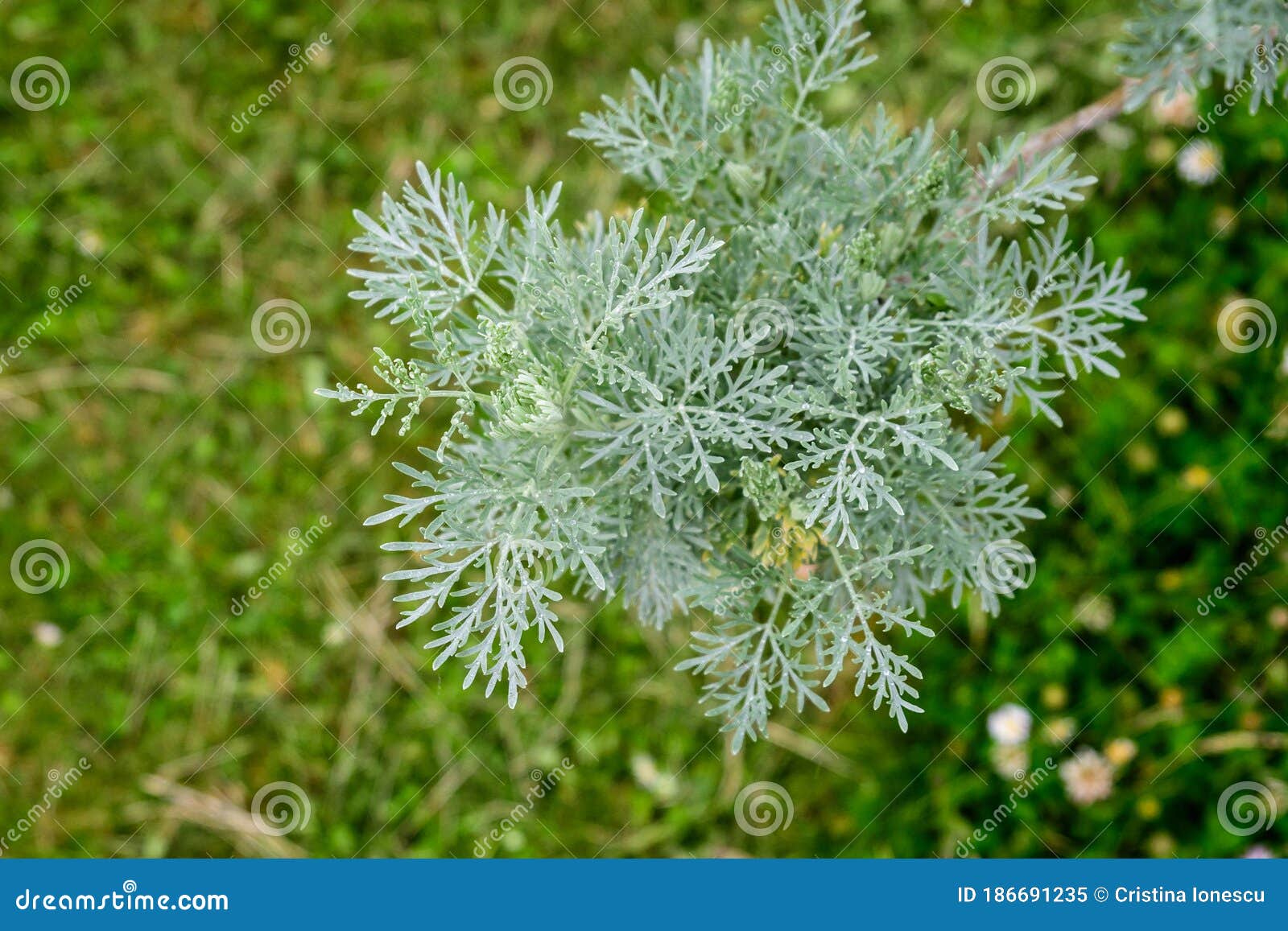 艾蒿 青蒿 苦艾草或苦艾草等芳香植物的鲜绿叶组库存图片 图片包括有五颜六色 本质 新鲜 生长