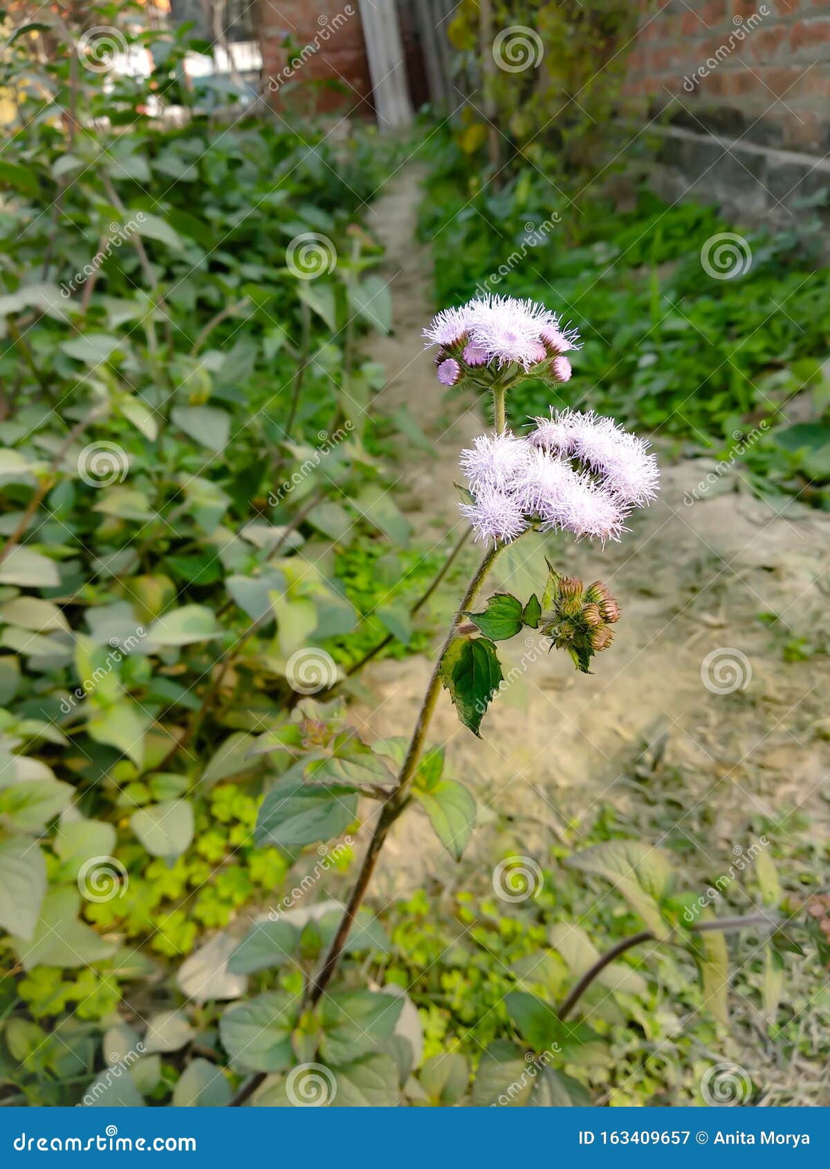 芋螺植物及花库存图片 图片包括有蓝色 草本 开花 棺架 宏指令 藿香蓟属 花粉 春天 芋螺植物及花库存图片 图片包括有蓝色 草本 开花 棺架 宏指令 藿香蓟属 花粉 春天