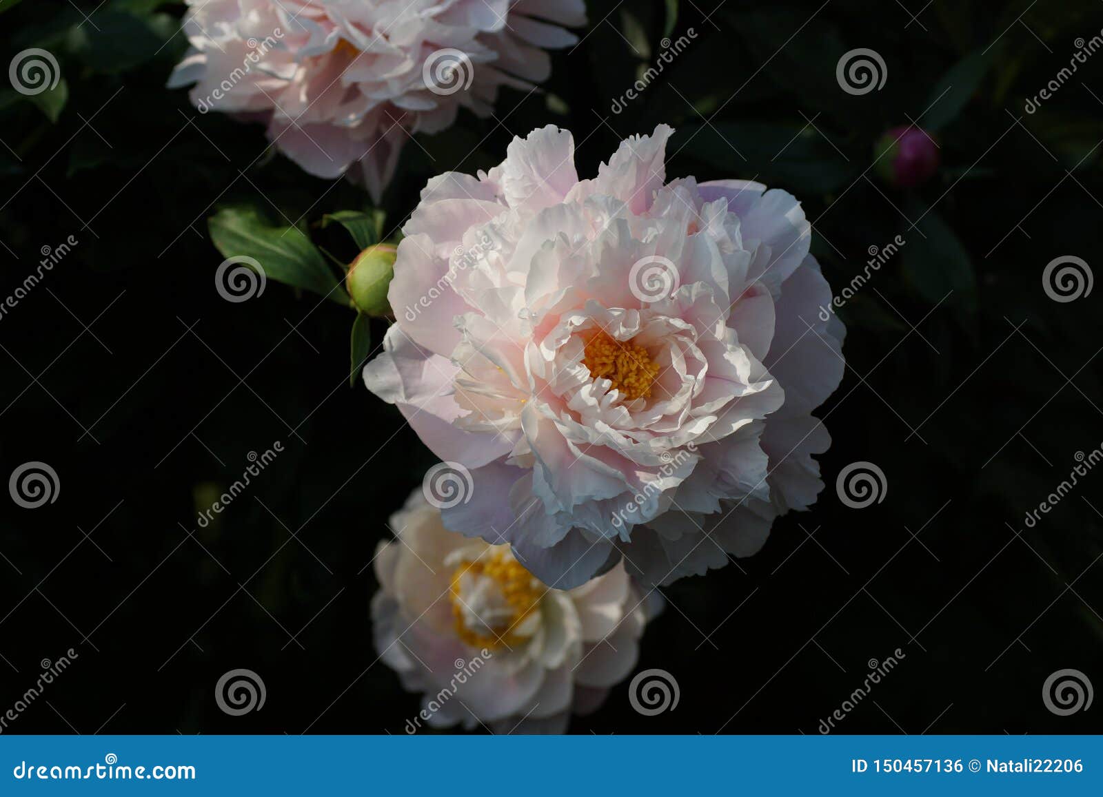 芍药属早晨亲吻双重桃红色牡丹花芍药属lactiflora中国牡丹或共同的庭院牡丹库存照片 图片包括有芍药属lactiflora中国牡丹或共同的庭院牡丹 芍药属早晨亲吻 芍药属早晨亲吻双重桃红色牡丹花芍药属lactiflora中国牡丹或共同的庭院牡丹库存照片 图片包括有芍药属lactiflora中国牡丹或共同的庭院牡丹 芍药属早晨亲吻