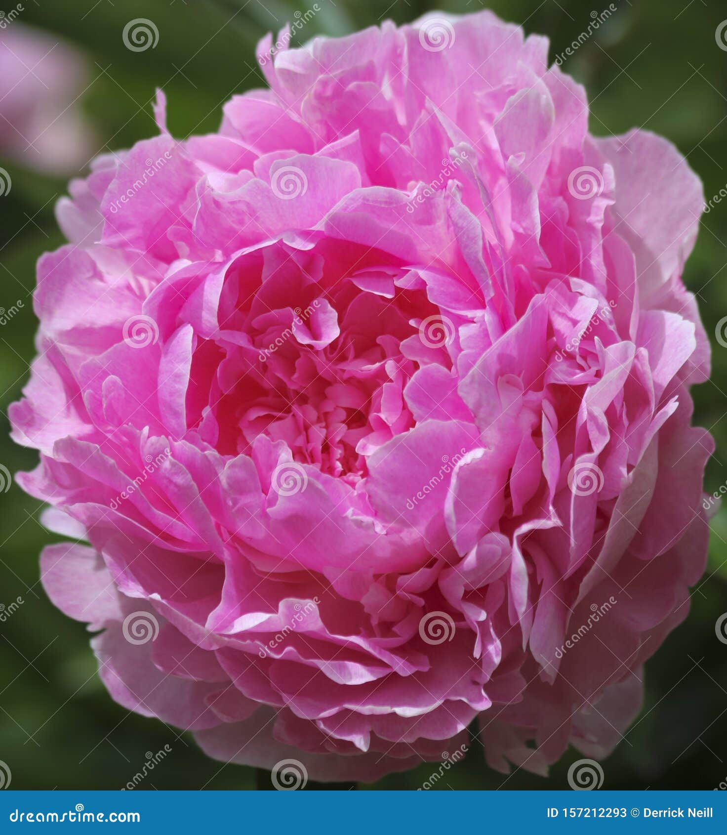 芍药属花园中一种完美的粉色牡丹库存图片 图片包括有芍药属花园中一种完美的粉色牡丹 芍药属花园中一种完美的粉色牡丹库存图片 图片包括有芍药属花园中一种完美的粉色牡丹