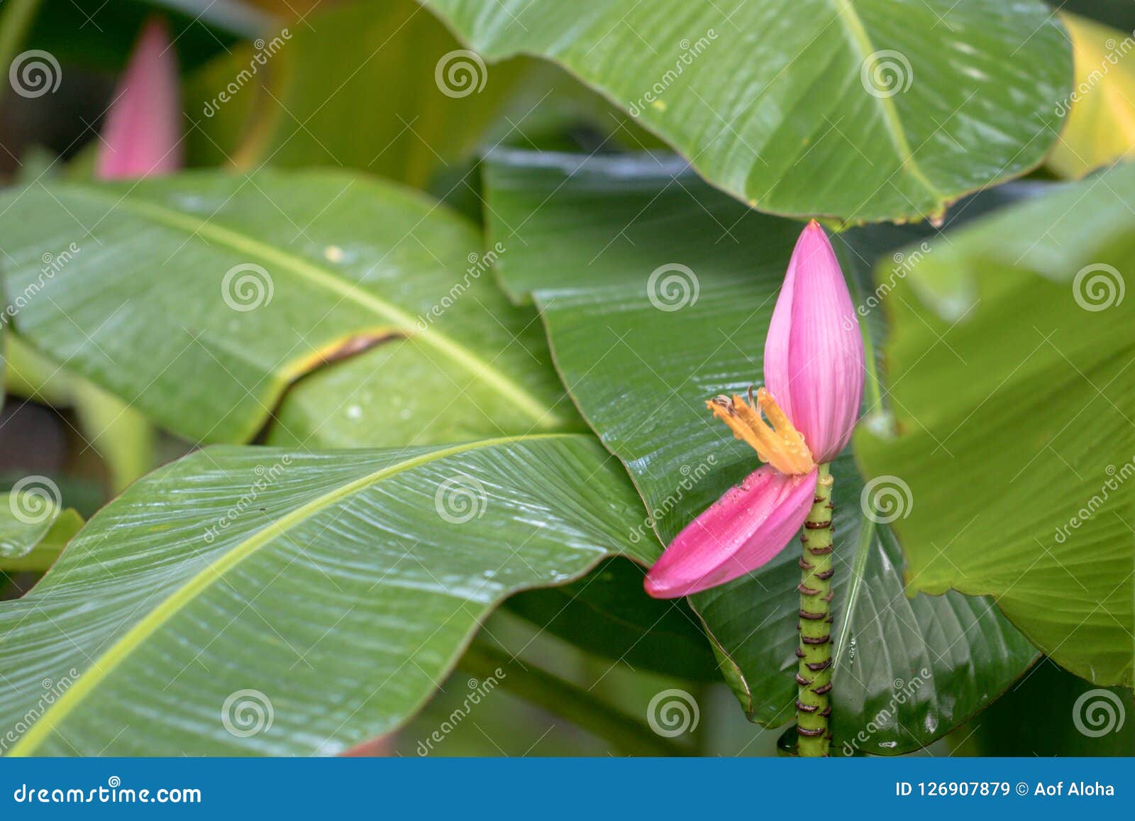 芭蕉科 桃红色香蕉花开花库存图片 图片包括有庭院 问题的 叶子 室外 果子 增长 新鲜