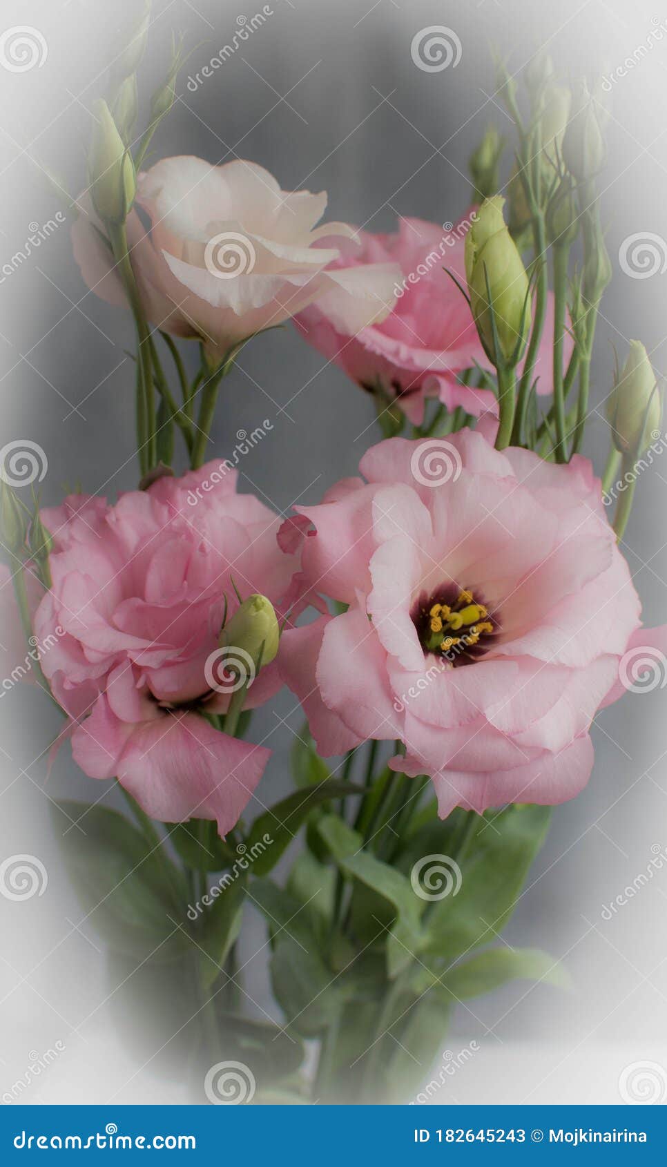 花 白蕾的灌木 带花的文字背景 漂亮的白蕾 以白色的爱为明信片库存图片 图片包括有灌木 明信片 花 白蕾的灌木 带花的文字背景 漂亮的白蕾 以白色的爱为明信片库存图片 图片包括有灌木 明信片
