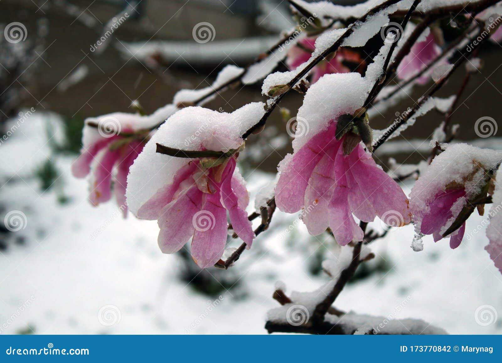 花上雪的春时自然背景库存照片 图片包括有包括 场面 农村 降雪 前面 粉红色 生气勃勃