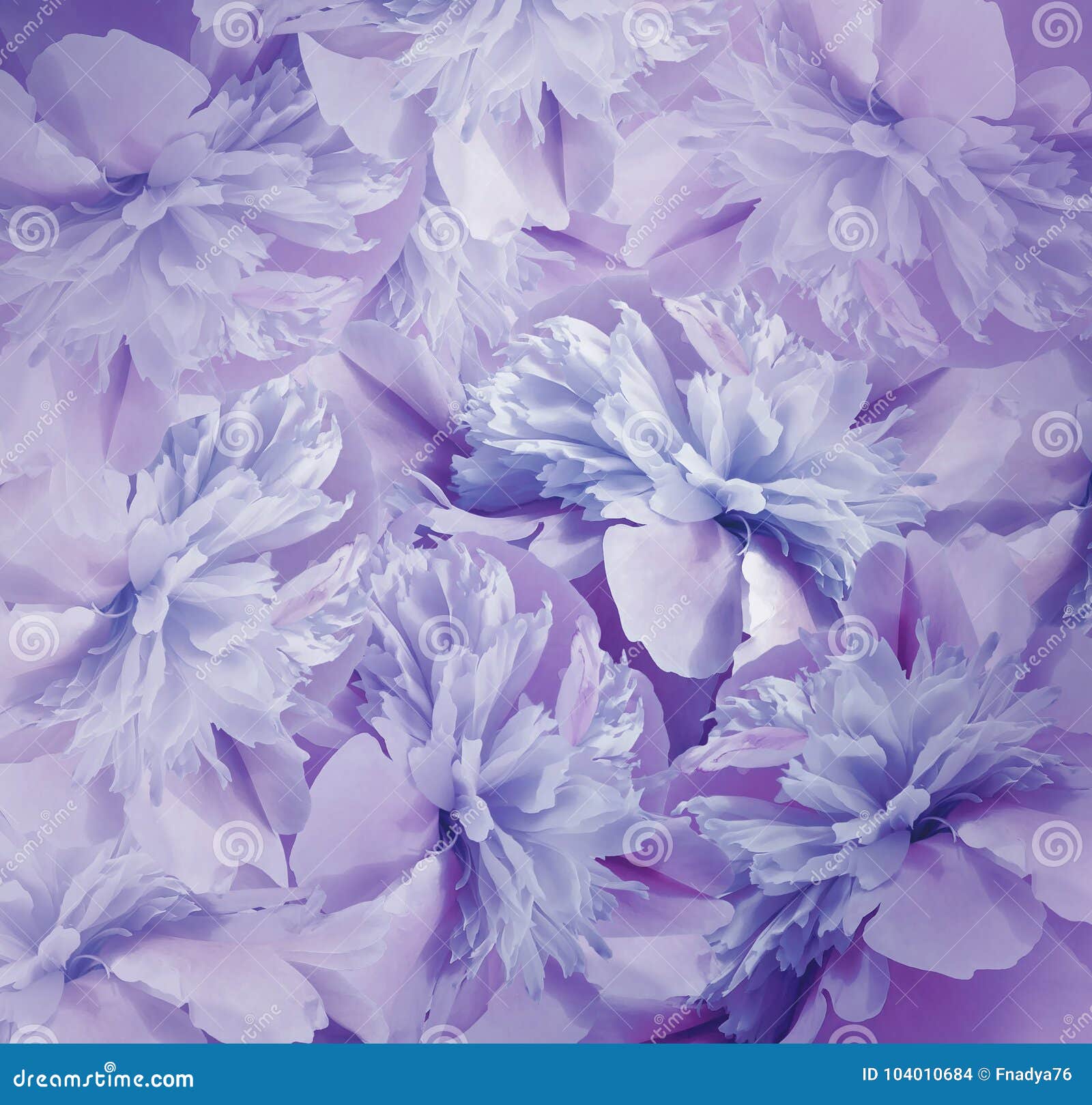 花卉青紫罗兰色背景牡丹花花束牡丹花的紫罗兰色蓝色瓣特写镜头库存照片 图片包括有背包 题头