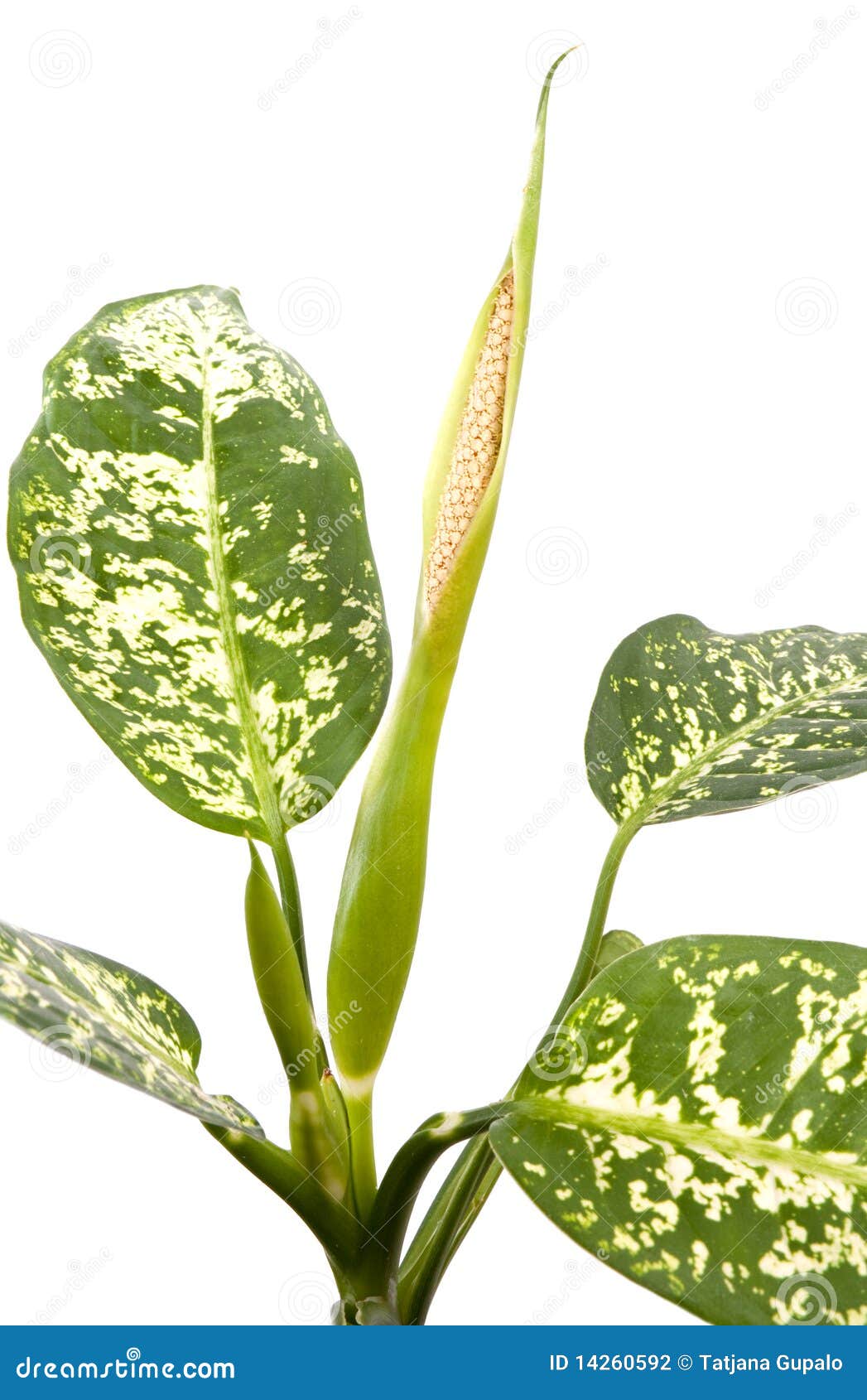 花叶万年青开花库存照片 图片包括有词根 剪报 国内 工作室 草本 察觉 植被 工厂 花叶万年青开花库存照片 图片包括有词根 剪报 国内 工作室 草本 察觉 植被 工厂