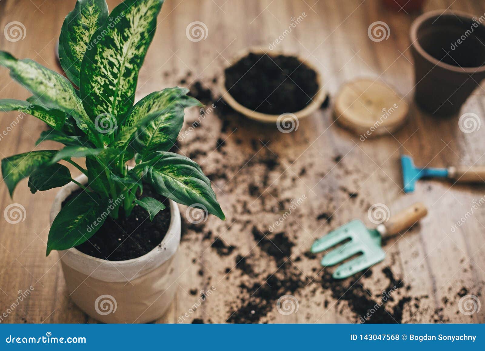 花叶万年青植物盆与新的土壤入新的现代罐和从事园艺的时髦的工具 地面 在木地板上的泥罐库存照片 图片