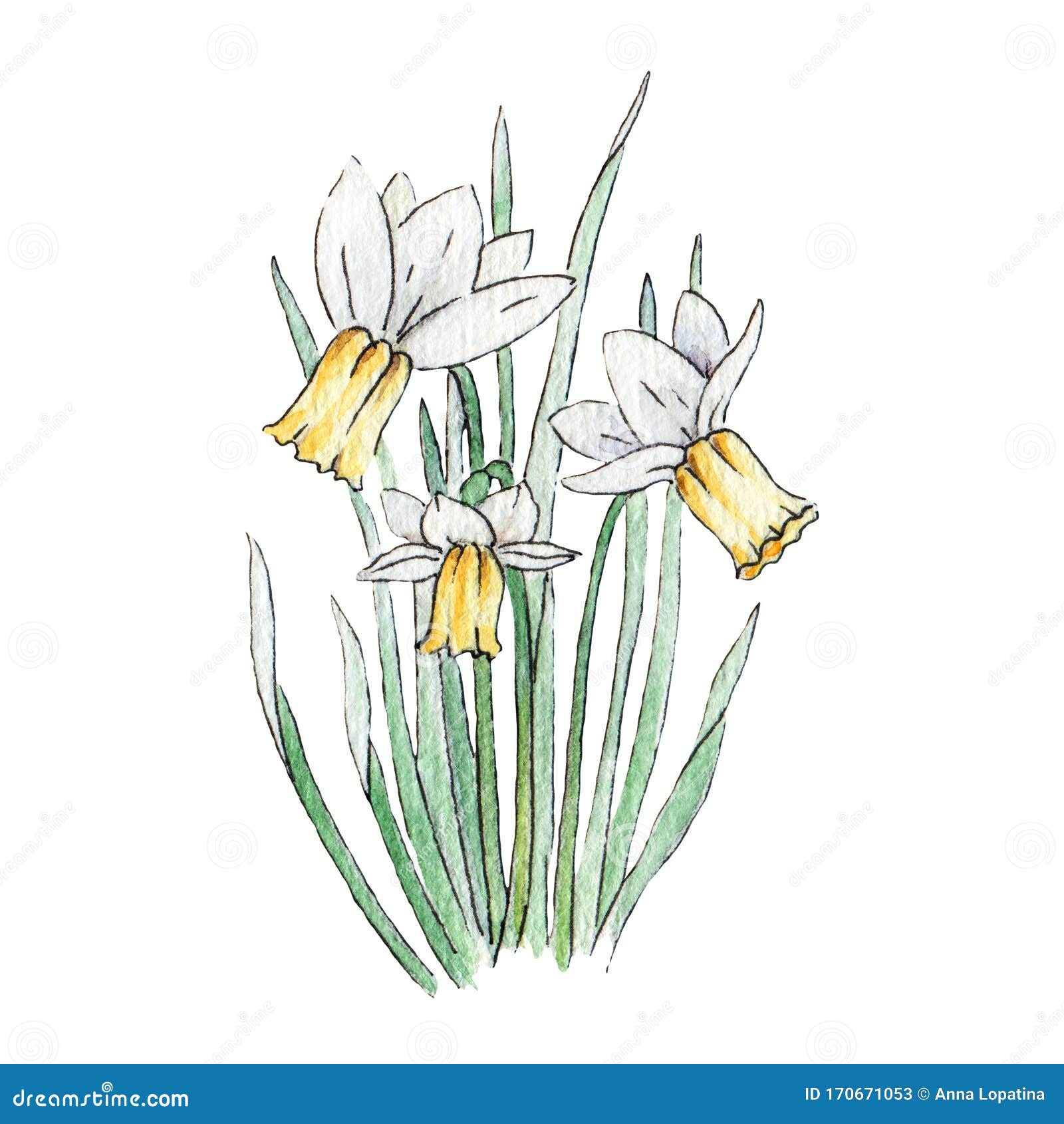 花叶水彩白黄水仙手绘春花水仙花花插图东库存例证 插画包括有花卉 增长 例证 一堆 图象 花叶水彩白黄水仙手绘春花水仙花花插图东库存例证 插画包括有花卉 增长 例证 一堆 图象