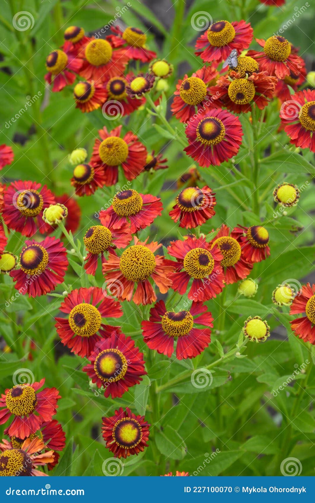 花园中生长的秋冬花库存照片 图片包括有没人 杂种 一堆 种田 花卉 绽放 土气 花瓣 花园中生长的秋冬花库存照片 图片包括有没人 杂种 一堆 种田 花卉 绽放 土气 花瓣