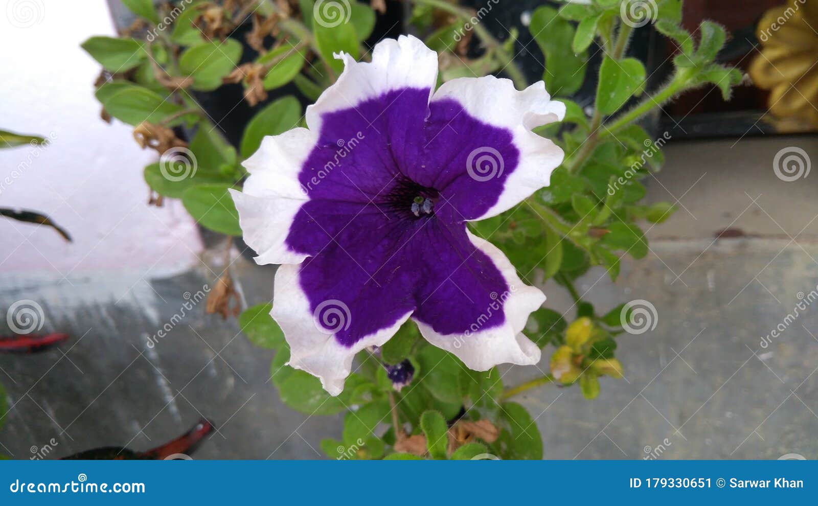 花园中的印度矮牵牛花库存图片 图片包括有平均值 喇叭花 庭院 印度 印象 印第安语 心情 花园中的印度矮牵牛花库存图片 图片包括有平均值 喇叭花 庭院 印度 印象 印第安语 心情