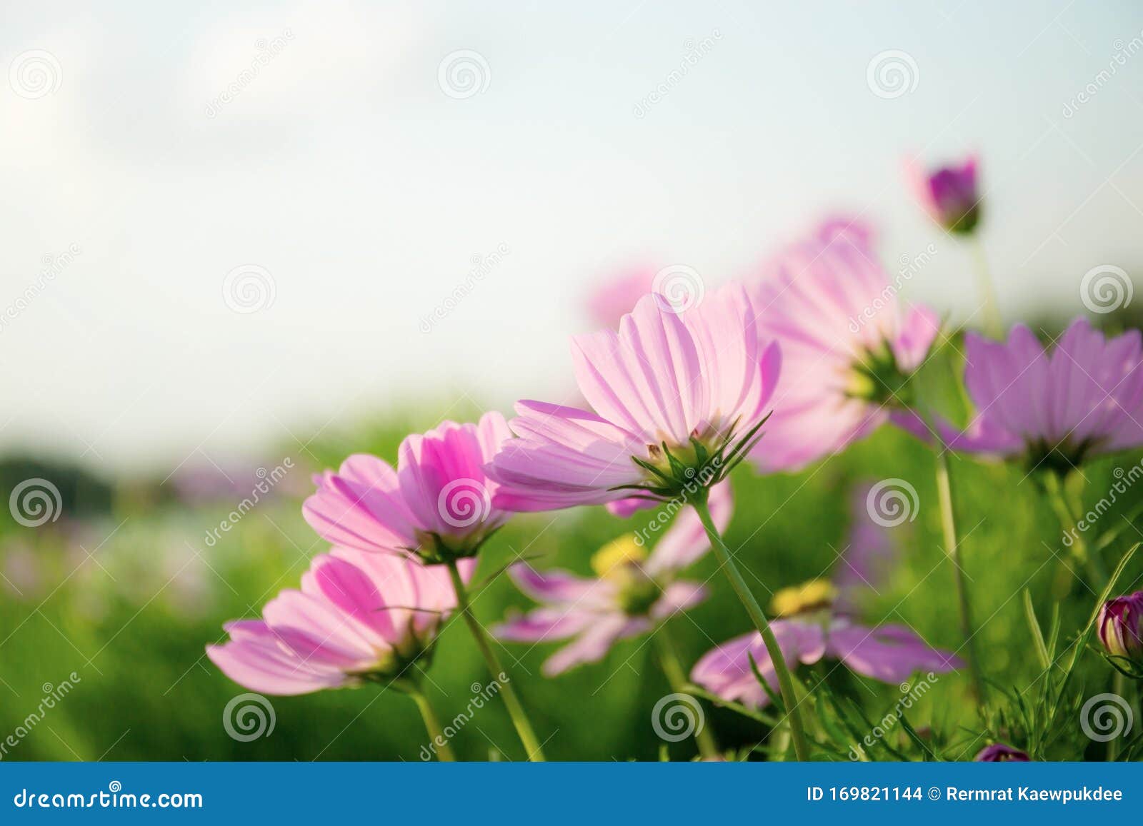 花园中的粉色宇宙库存照片 图片包括有花园中的粉色宇宙 花园中的粉色宇宙库存照片 图片包括有花园中的粉色宇宙