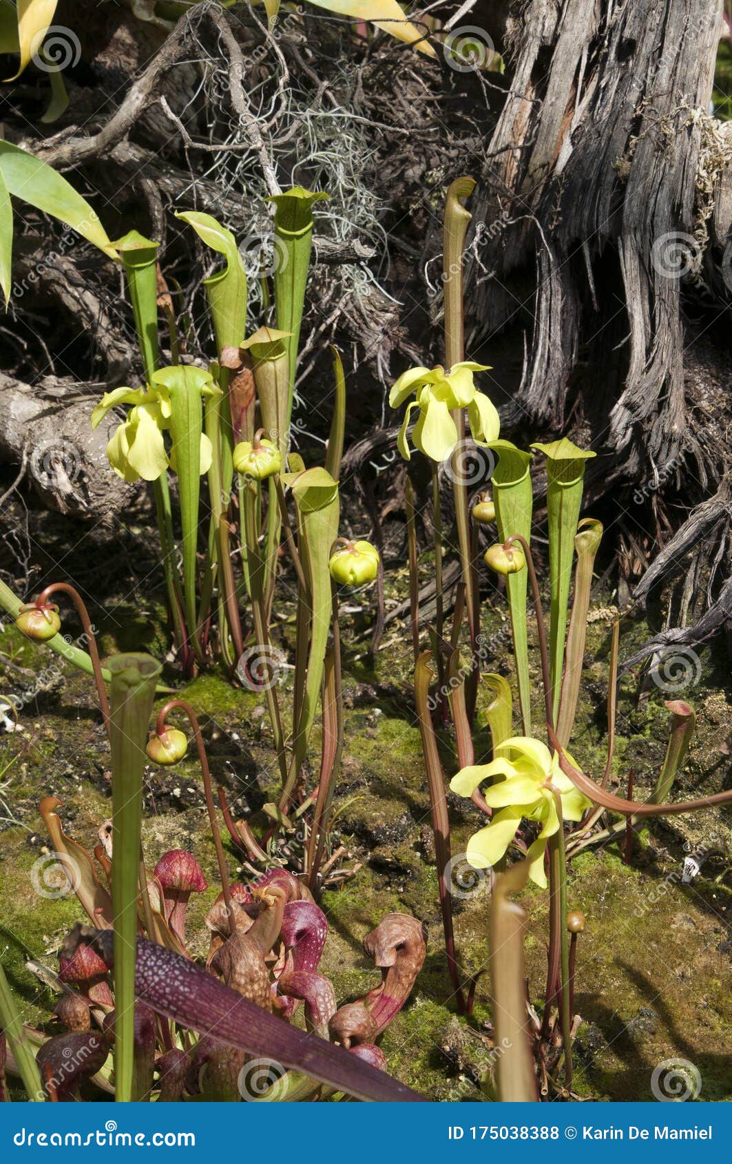 花园中的花与小号肉食植物库存照片 图片包括有花园中的花与小号肉食植物