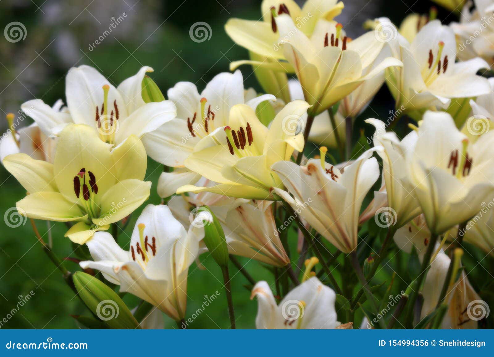 花园中的虎百合花库存照片 图片包括有春天 幸福 新鲜 花瓣 艺术性 花卉 存在 工厂