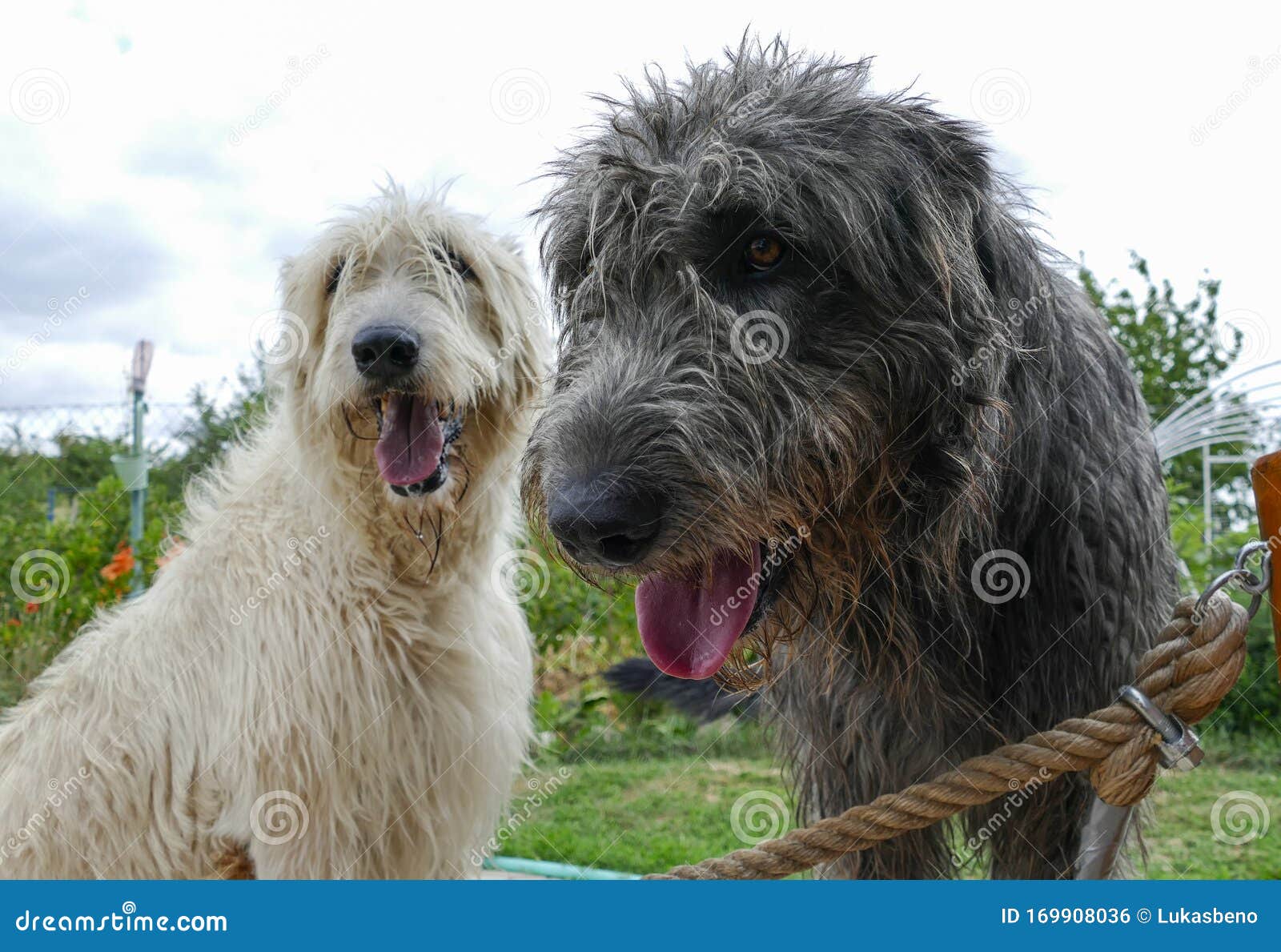 花园中美丽灰色爱尔兰猎狼犬画像快乐灰黑狗的特写库存照片 图片包括有巨大 小狗 枪口 朋友 花园中美丽灰色爱尔兰猎狼犬画像快乐灰黑狗的特写库存照片 图片包括有巨大 小狗 枪口 朋友
