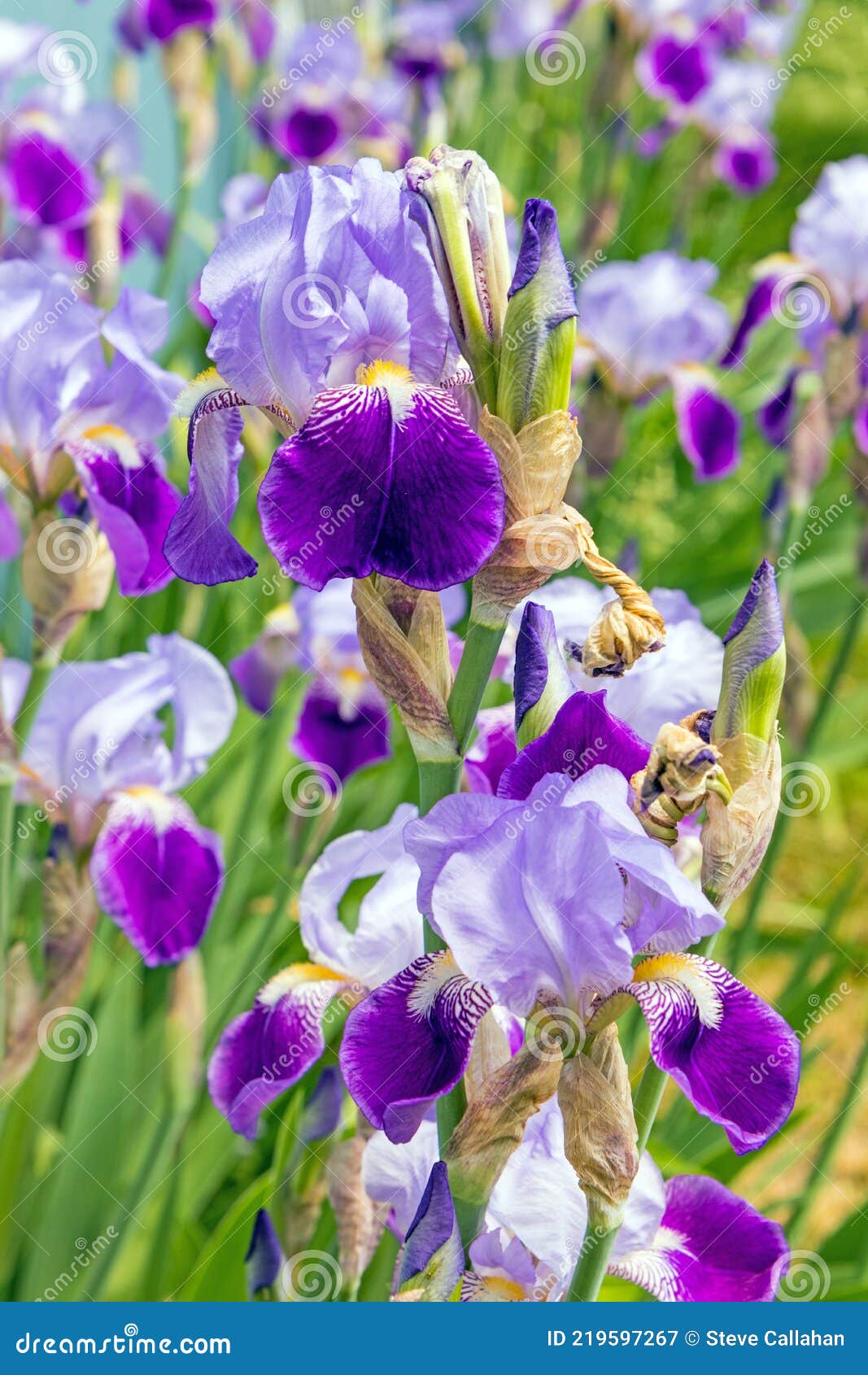 花园中蓄花的紫鸢花库存图片 图片包括有北部 约克 风暴 紫色 特写镜头 绿色 夏天 花园中蓄花的紫鸢花库存图片 图片包括有北部 约克 风暴 紫色 特写镜头 绿色 夏天