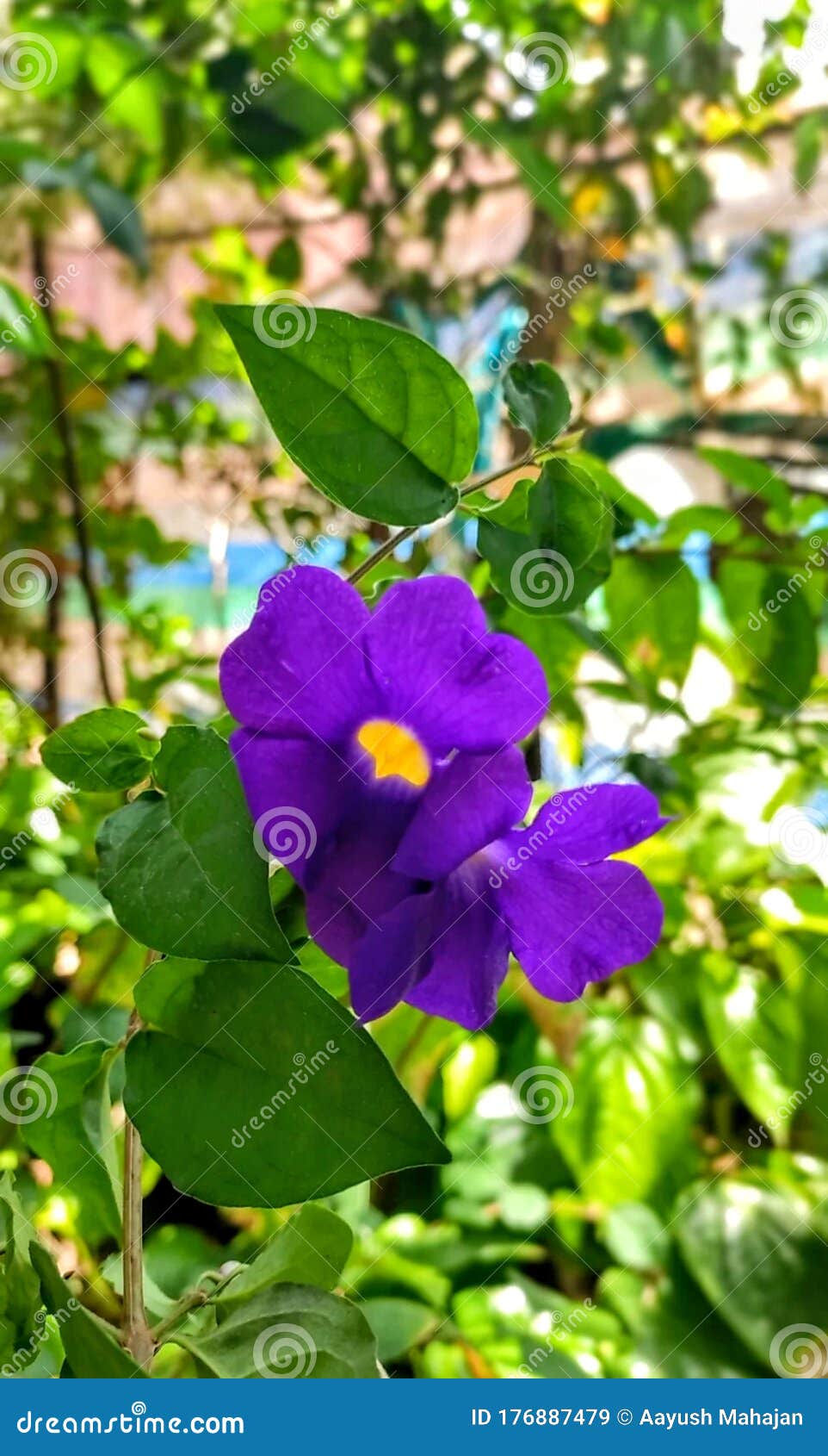 花园五瓣紫花库存图片 图片包括有本质 紫色 装饰 草甸 花束 开花的 国界的 生态
