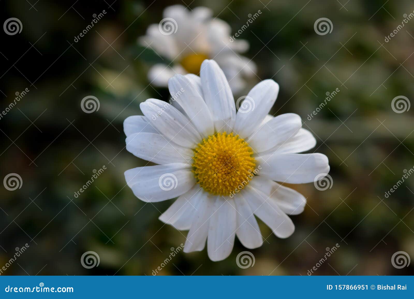 花园白紫菀紫菀花白美紫库存图片 图片包括有 花园白紫菀紫菀花白美紫库存图片 图片包括有