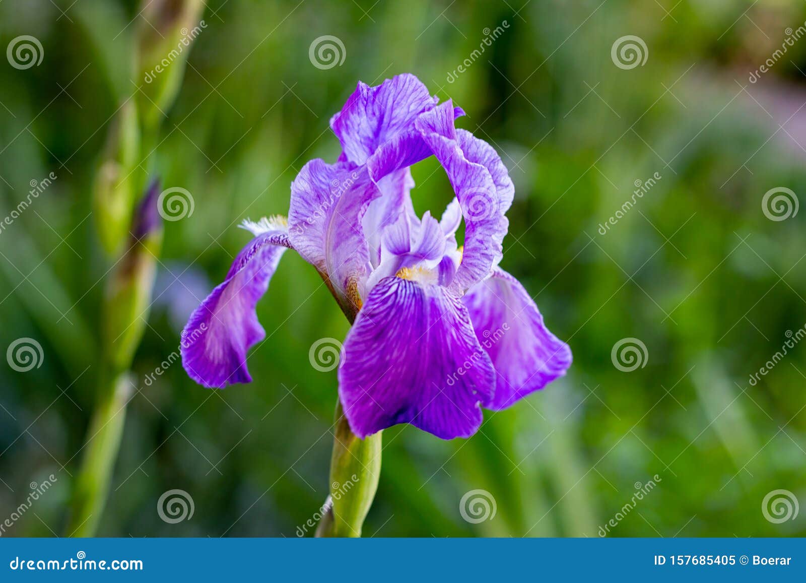 花园绿叶青草背景紫白蓝紫花鸢尾库存图片 图片包括有虹膜 开花的 特写镜头 紫色 花卉 花束