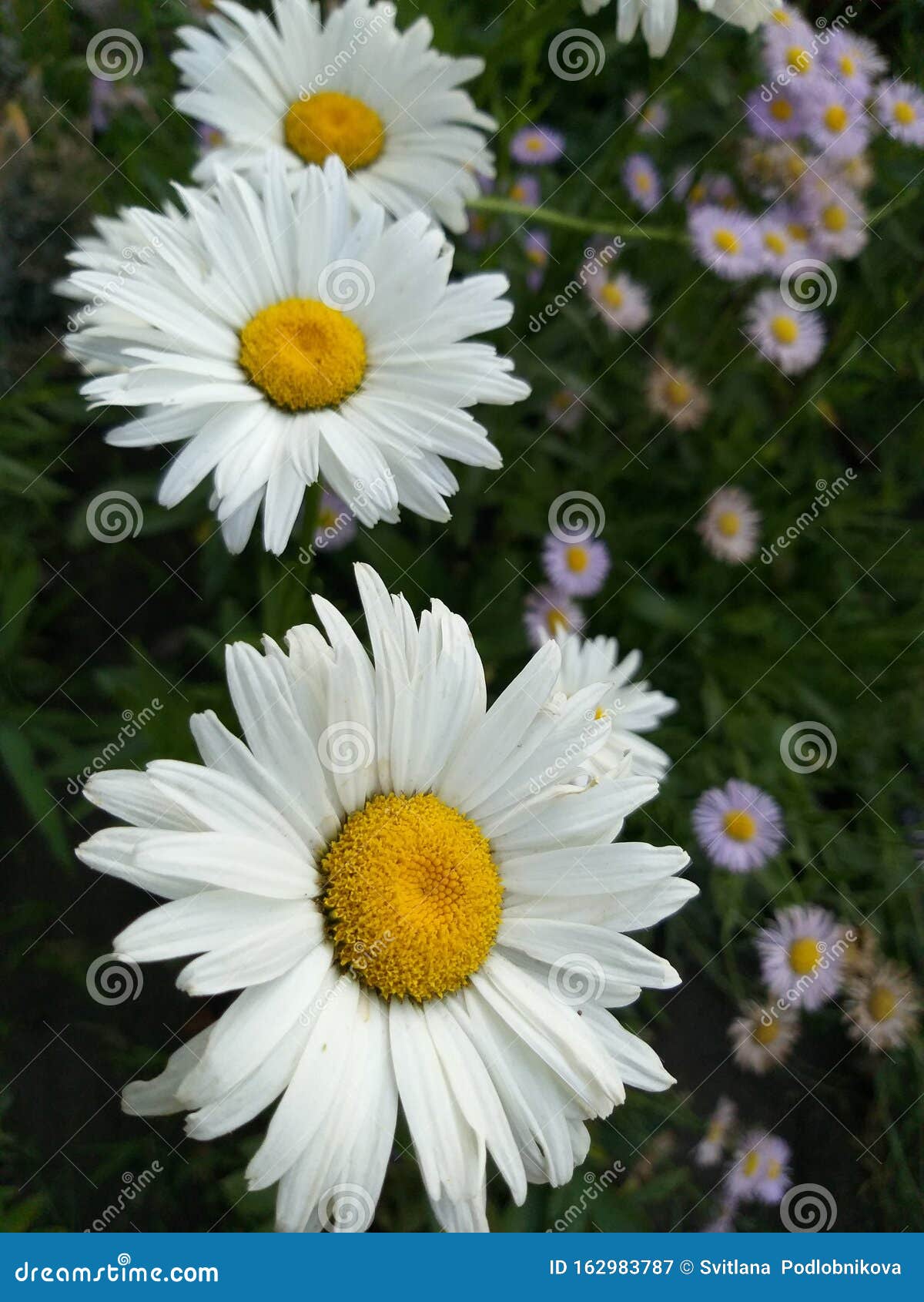 花园花白甘菊库存图片 图片包括有花瓣 绿色 庭院 空白 植物群 春黄菊 工厂 自然