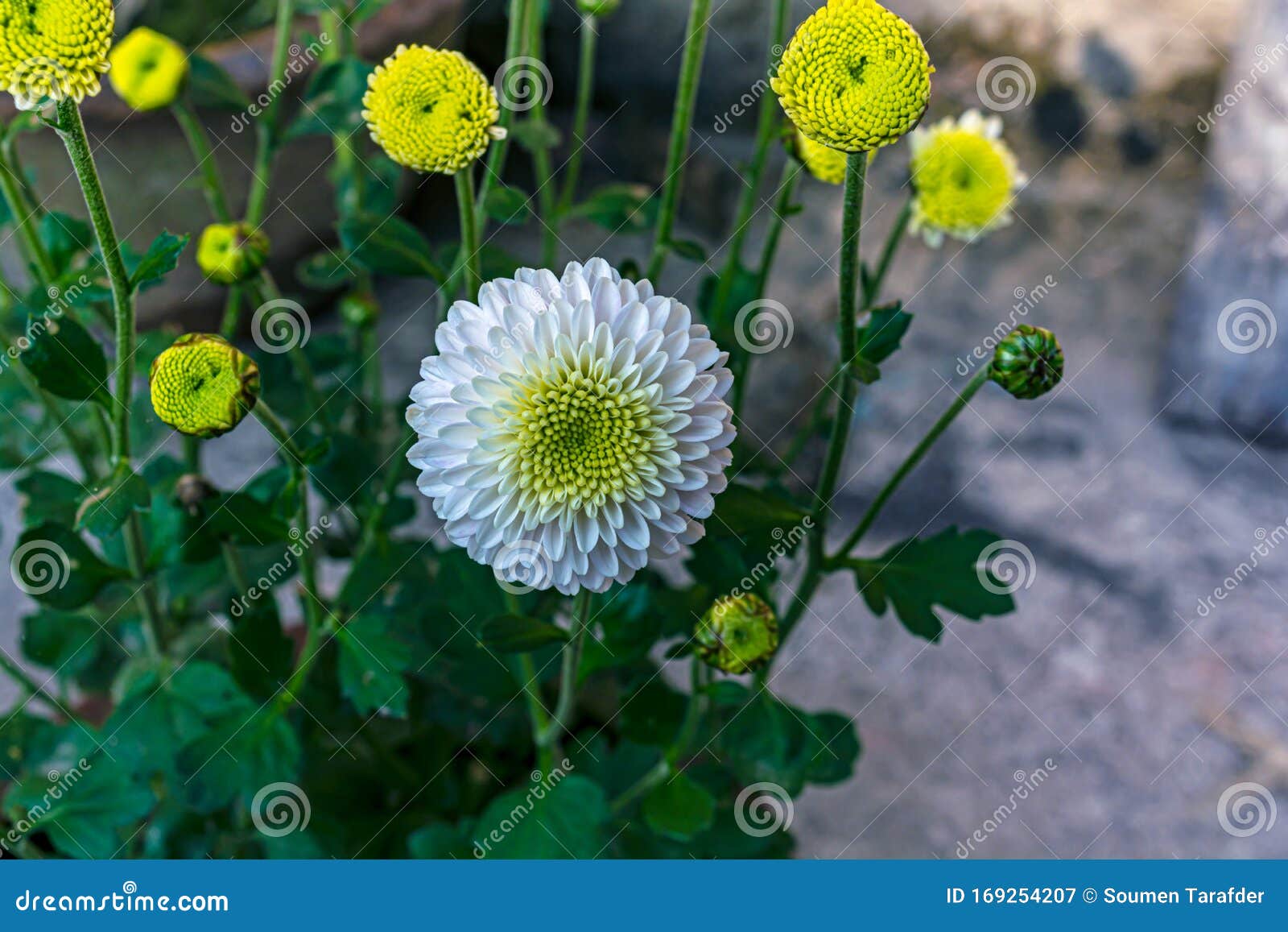 花园花白菊库存图片 图片包括有花园花白菊