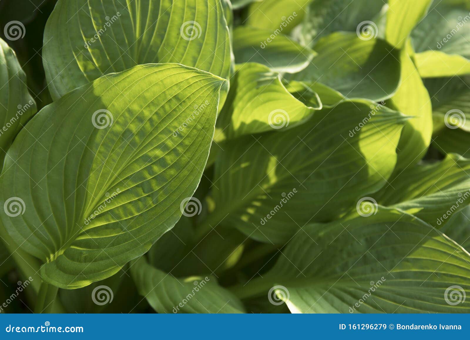 花园里大树叶和日光库存图片 图片包括有纹理 装饰 绿色 关闭 工厂 颜色 植物群 露水