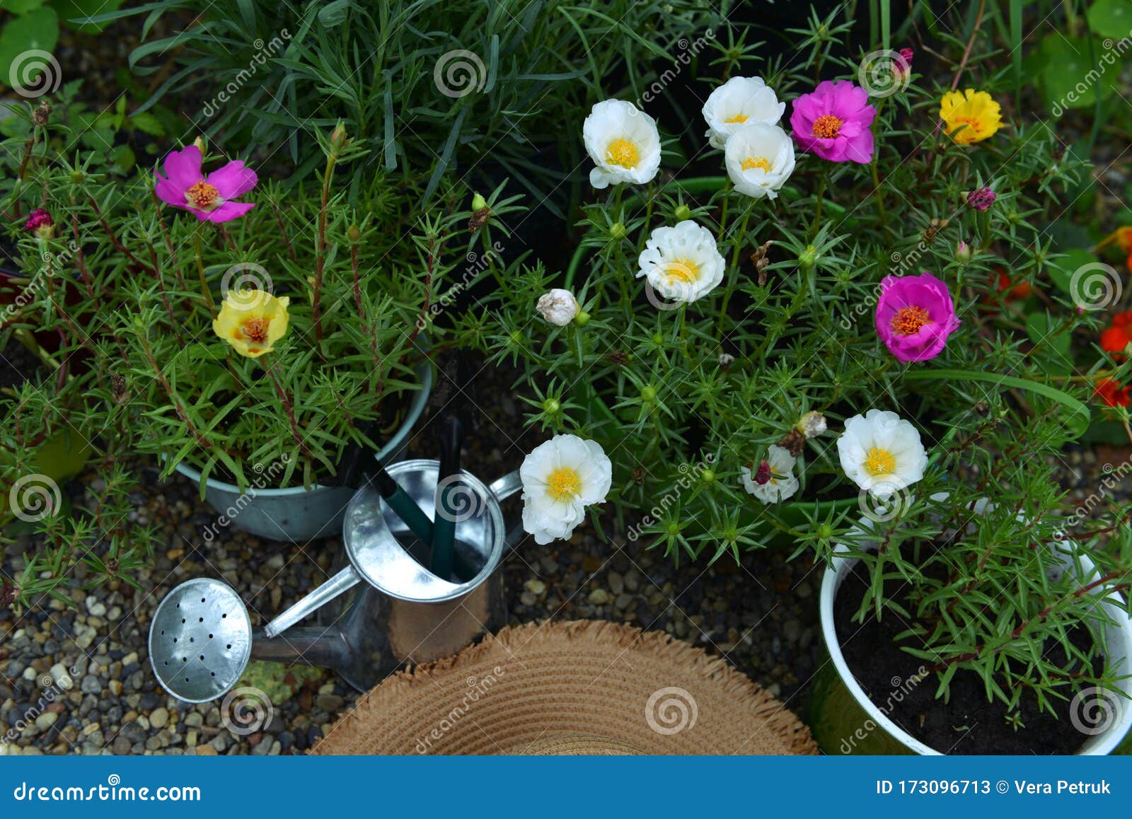 花园顶观花坛上五彩缤纷的马桶花库存图片 图片包括有家庭 开花的 帽子 生活 庭院 花盆