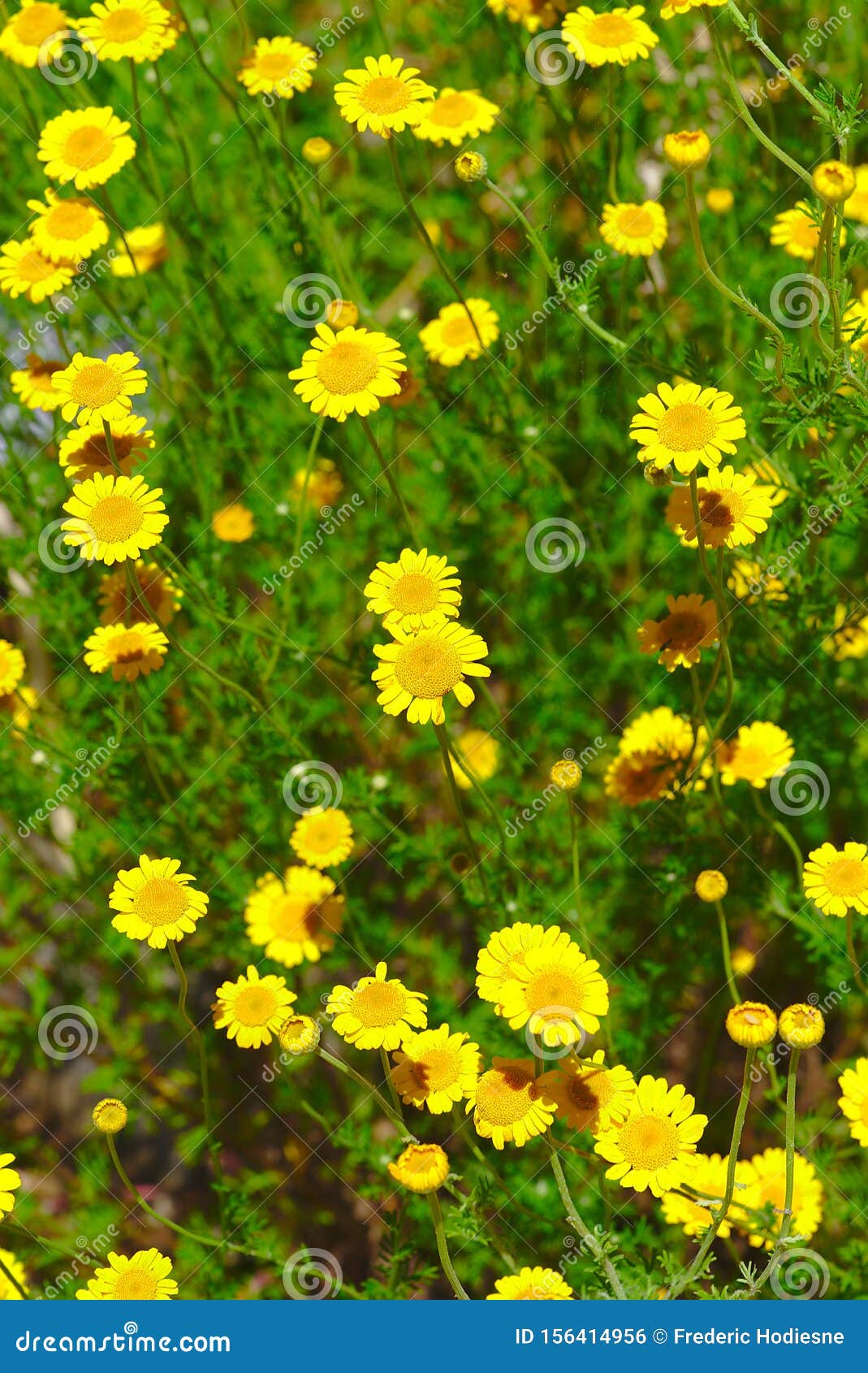 花圃 黄色春黄菊属花树丛库存照片 图片包括有快乐者 生气勃勃 脆弱 黄色 自然 春黄菊 花圃 黄色春黄菊属花树丛库存照片 图片包括有快乐者 生气勃勃 脆弱 黄色 自然 春黄菊