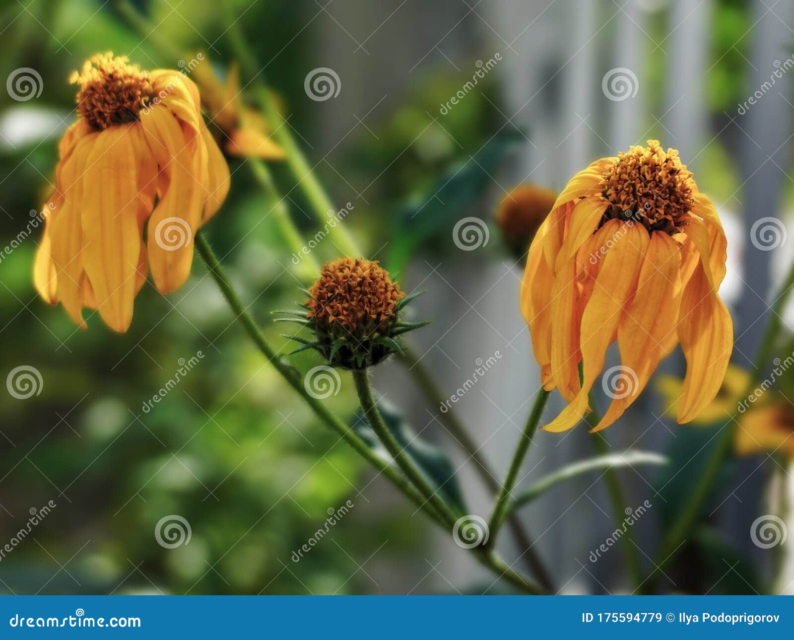 花坛上的枯黄夏花库存图片 图片包括有枯萎 季节 停止 查出 工厂 花圃 颜色 背包 花坛上的枯黄夏花库存图片 图片包括有枯萎 季节 停止 查出 工厂 花圃 颜色 背包