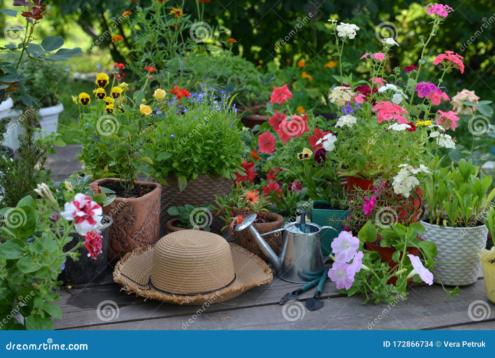 花坛上盛开花 草帽 水壶 工具的花盆库存照片 图片包括有耕种 外面 花盆 休闲 家庭 问题的