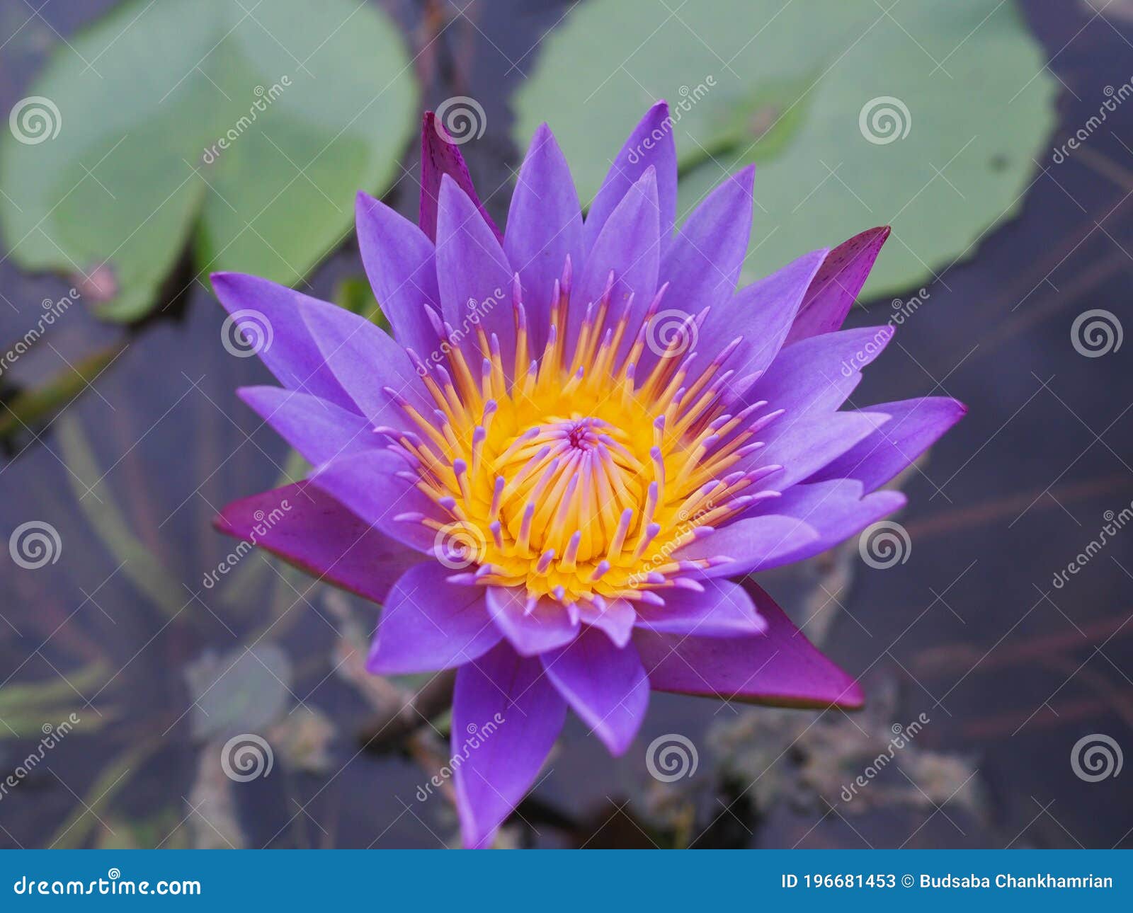 花坛紫水莉紫莲库存图片 图片包括有森林 莲花 黄色 庭院 背包 百合 植物群 紫色 花坛紫水莉紫莲库存图片 图片包括有森林 莲花 黄色 庭院 背包 百合 植物群 紫色