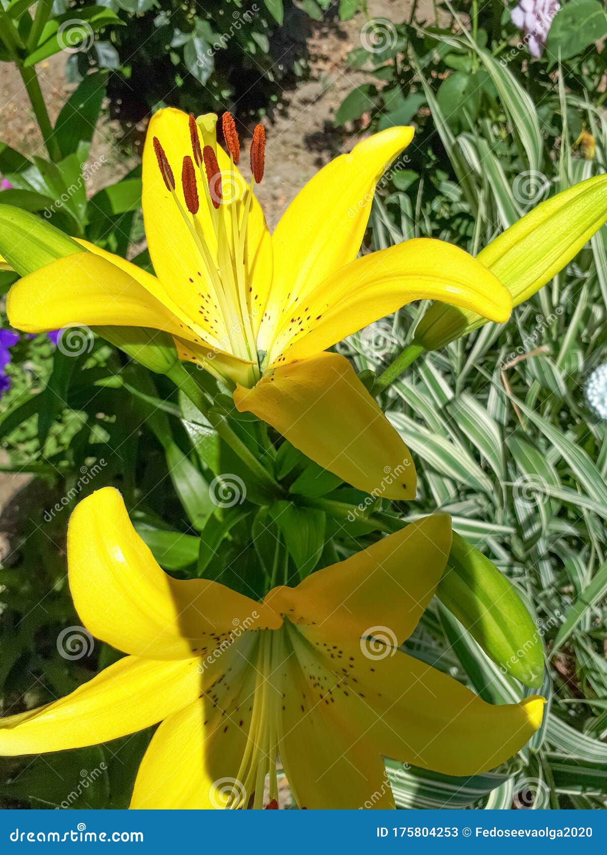 花床上的黄百合花百合库存图片 图片包括有花卉 花圃 玻色子 花瓣 背包 春天 庭院