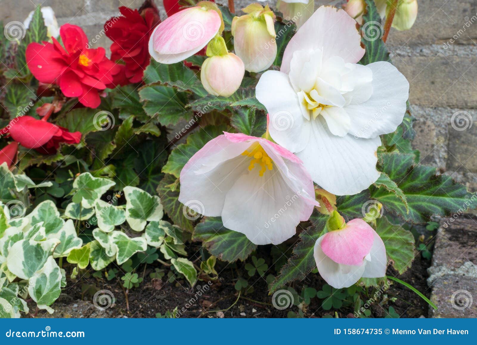 花床中花与常春藤螺旋体生长的秋海棠库存图片 图片包括有花床中花与常春藤螺旋体生长的秋海棠