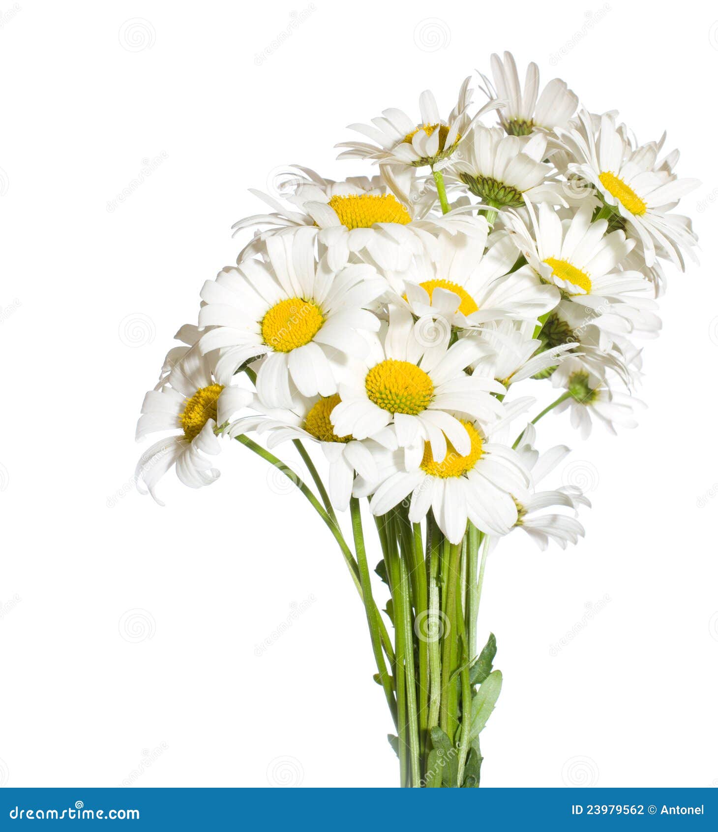 花束春黄菊库存照片 图片包括有 花束春黄菊库存照片 图片包括有