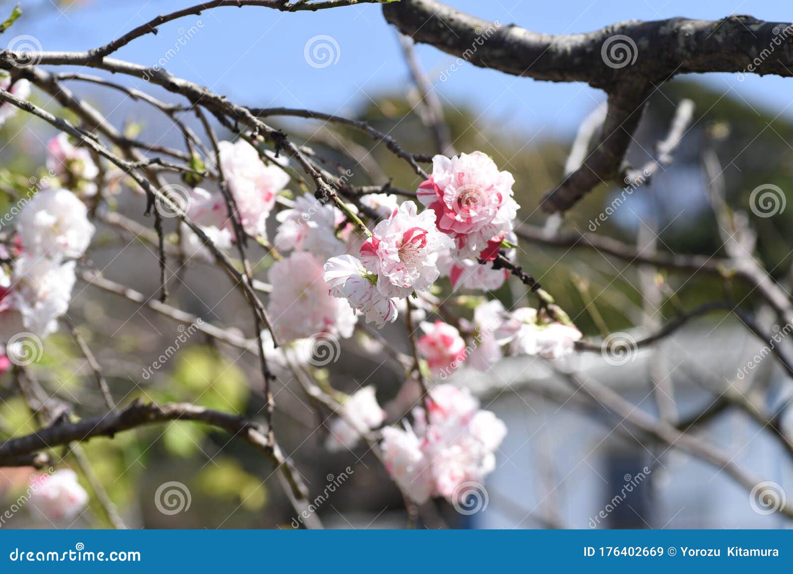花桃樱库存图片 图片包括有花桃樱