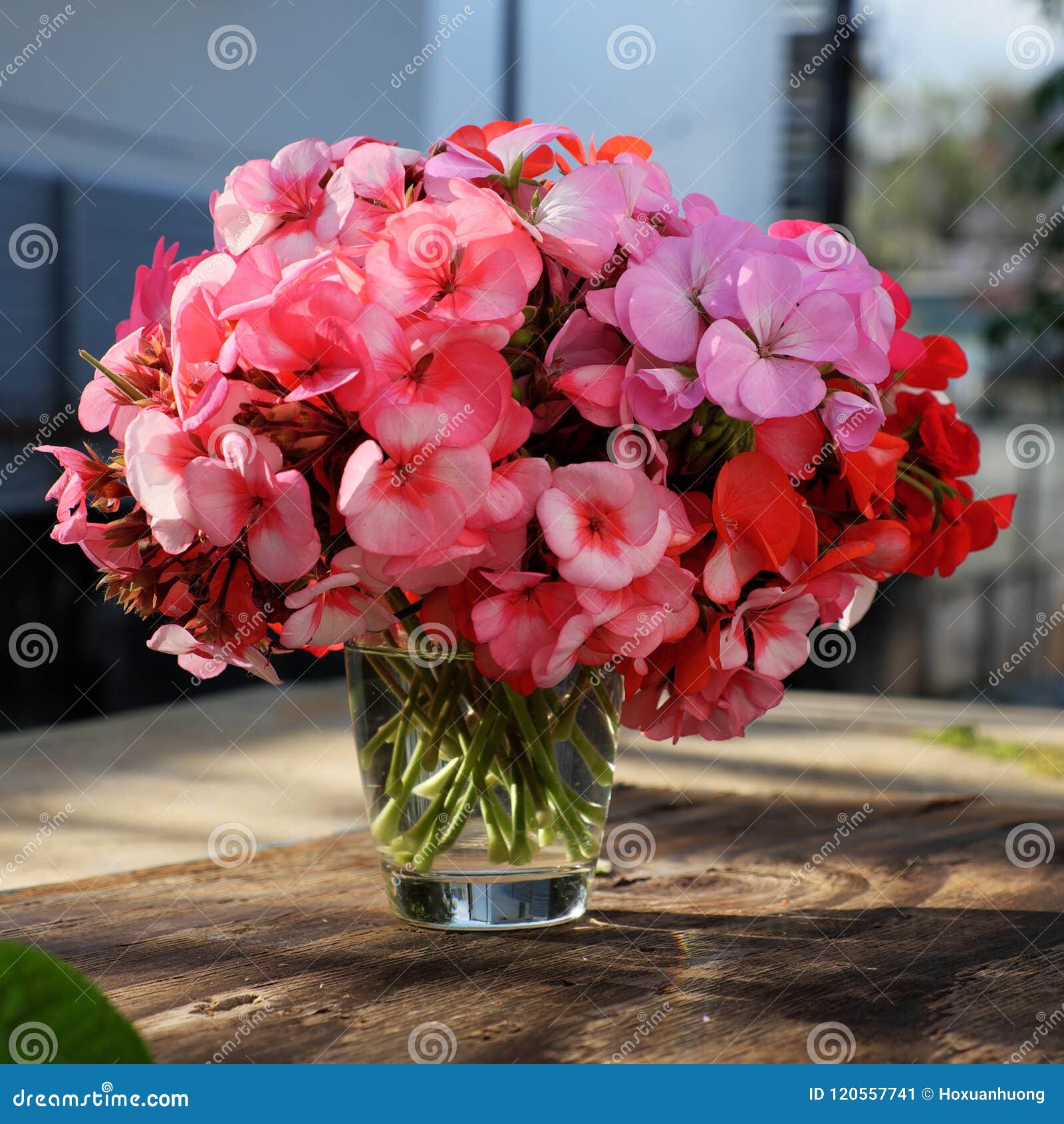 すべての花の画像 トップ100 葵花束 すべての花の画像 トップ100 葵花束