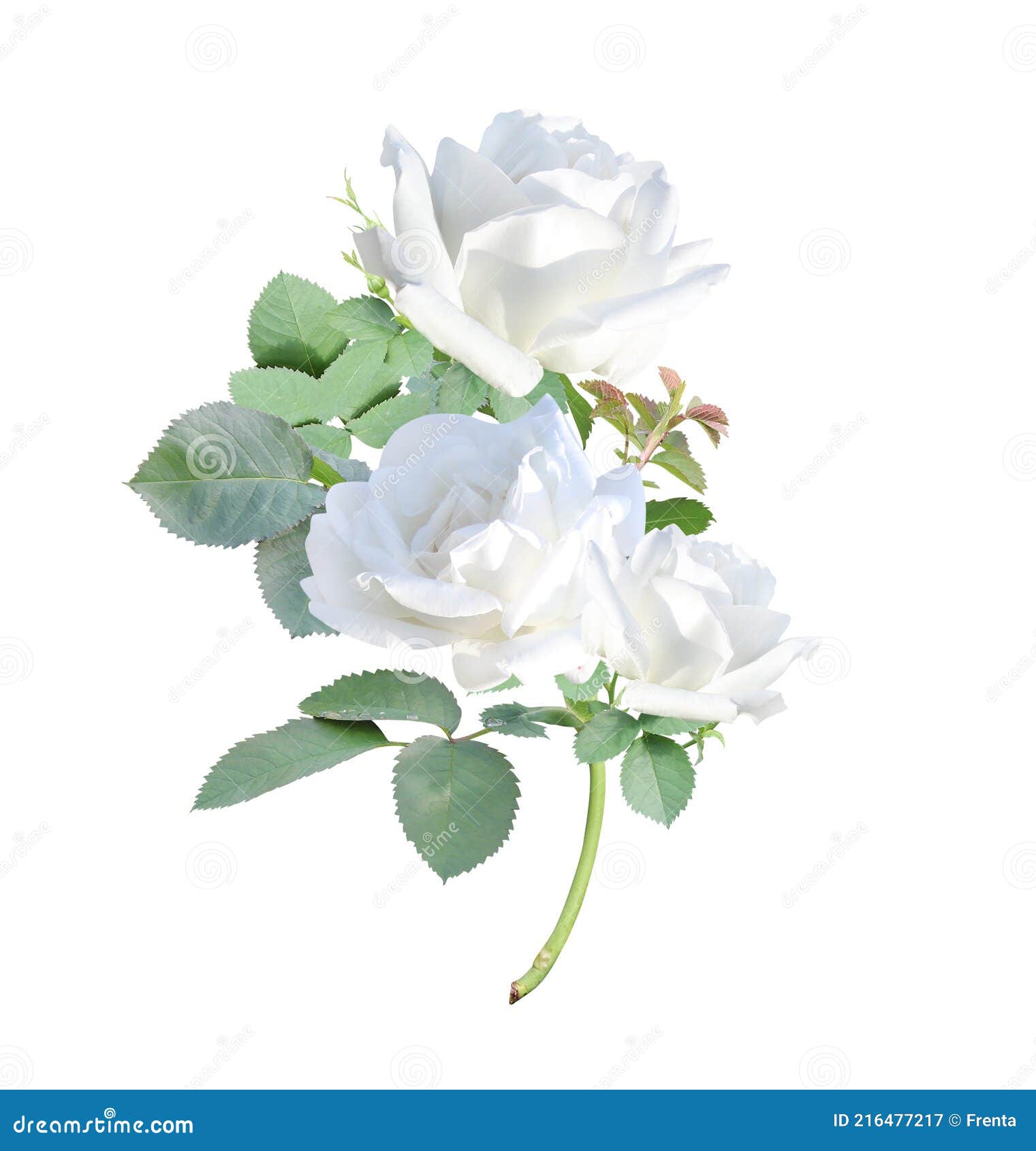 花白玫瑰枝库存图片 图片包括有开花的 本质 装饰 花瓣 一堆 英语 言情 完美 查出