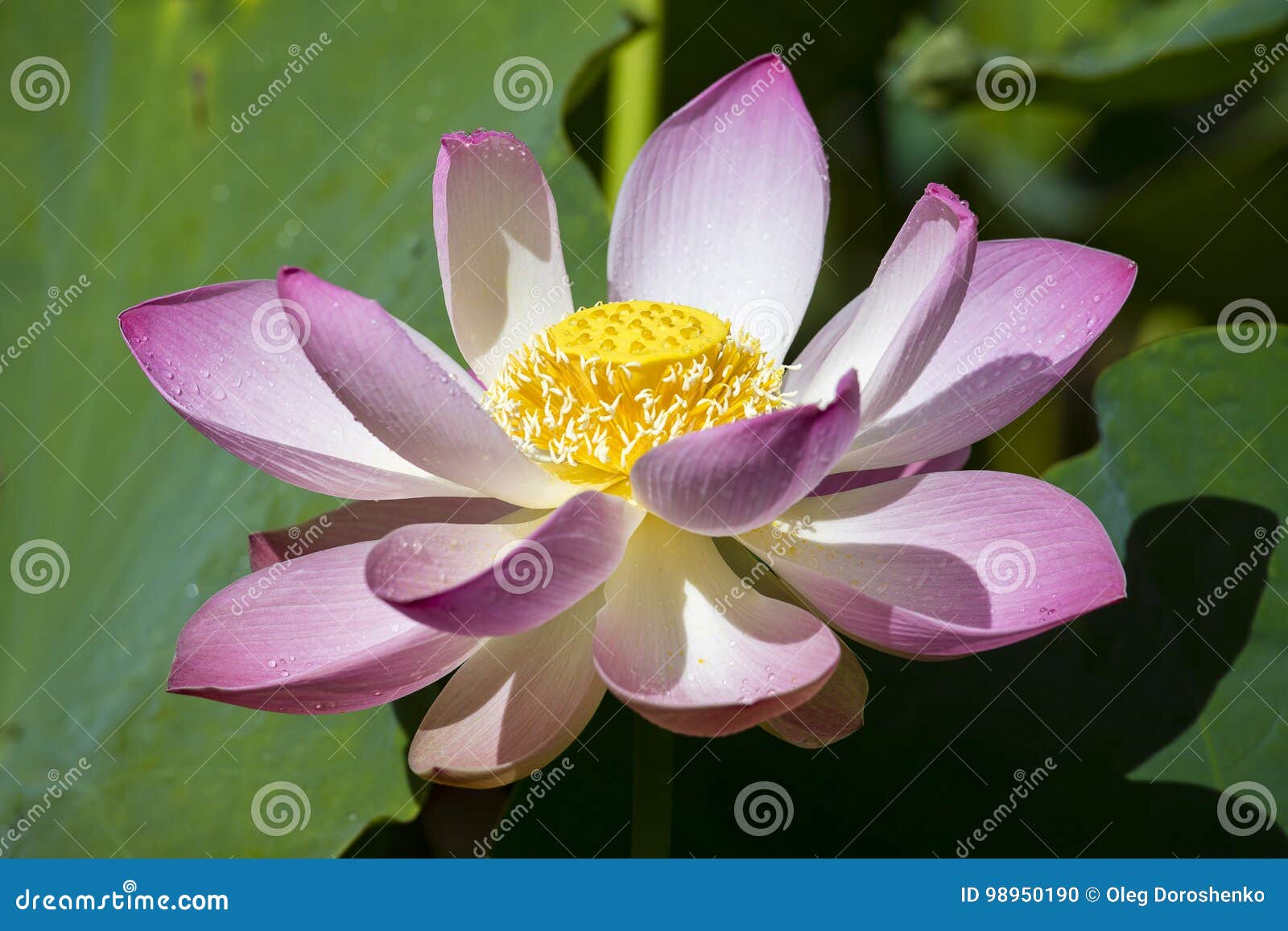 花百合粉红色水莲花在海岛巴厘岛 印度尼西亚库存照片 图片包括有莲花在海岛巴厘岛 印度尼西亚 花百合粉红色水 花百合粉红色水莲花在海岛巴厘岛 印度尼西亚库存照片 图片包括有莲花在海岛巴厘岛 印度尼西亚 花百合粉红色水