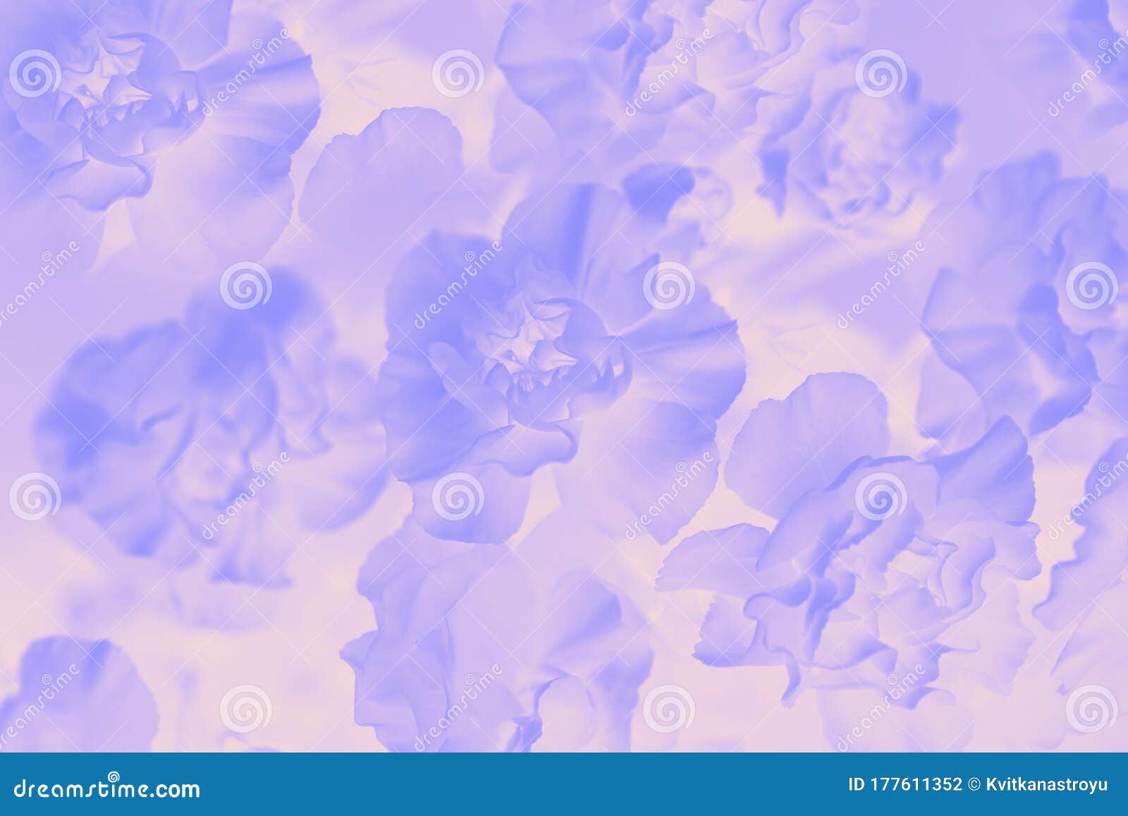 花的渐变背景 精致的康乃馨花淡紫抽象花背景库存照片 图片包括有复制 纹理 梯度 开花 紫色