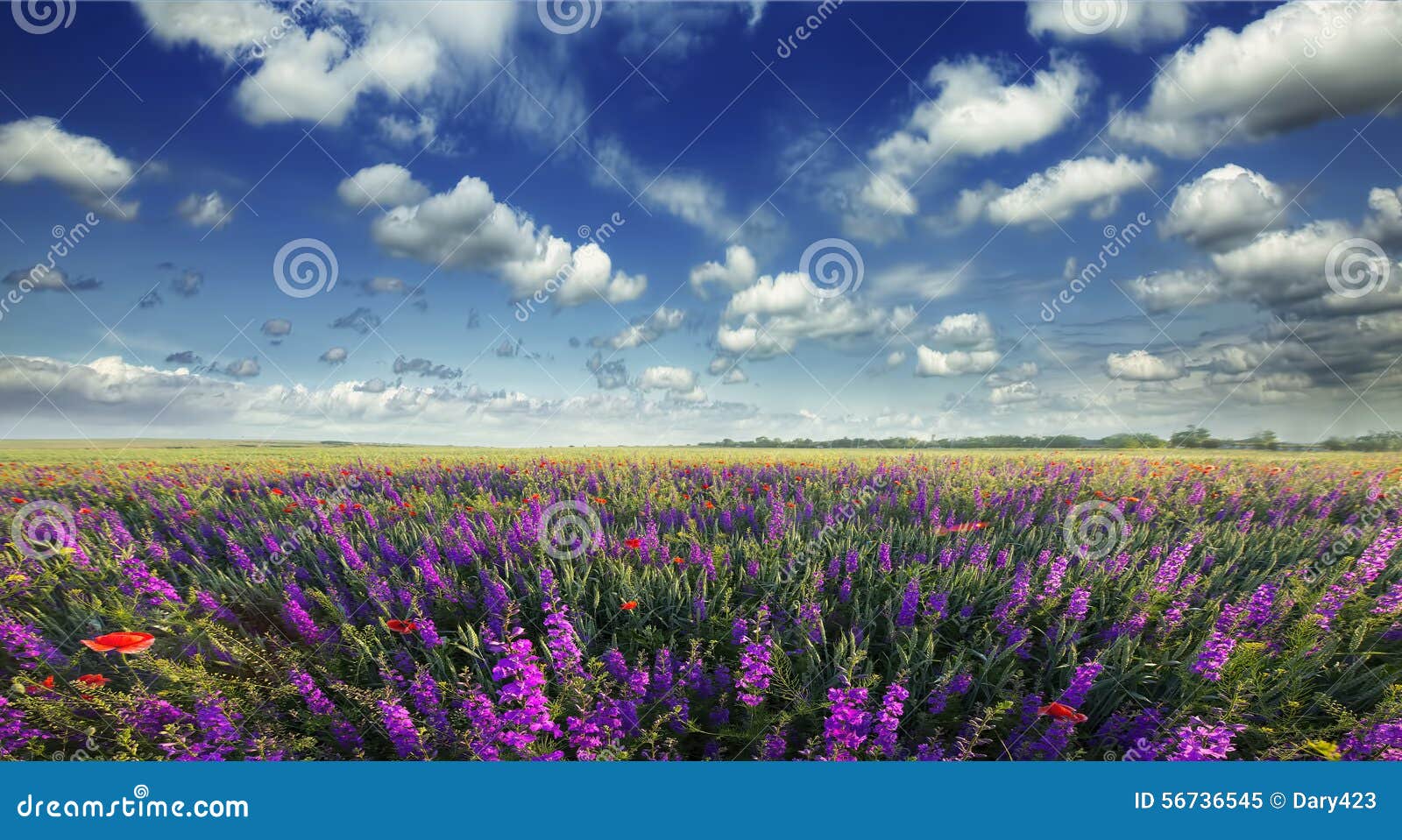 花的领域的美丽的景色库存图片 图片包括有蓝色 红色 云彩 云角 草甸 问题的 鸦片 场面