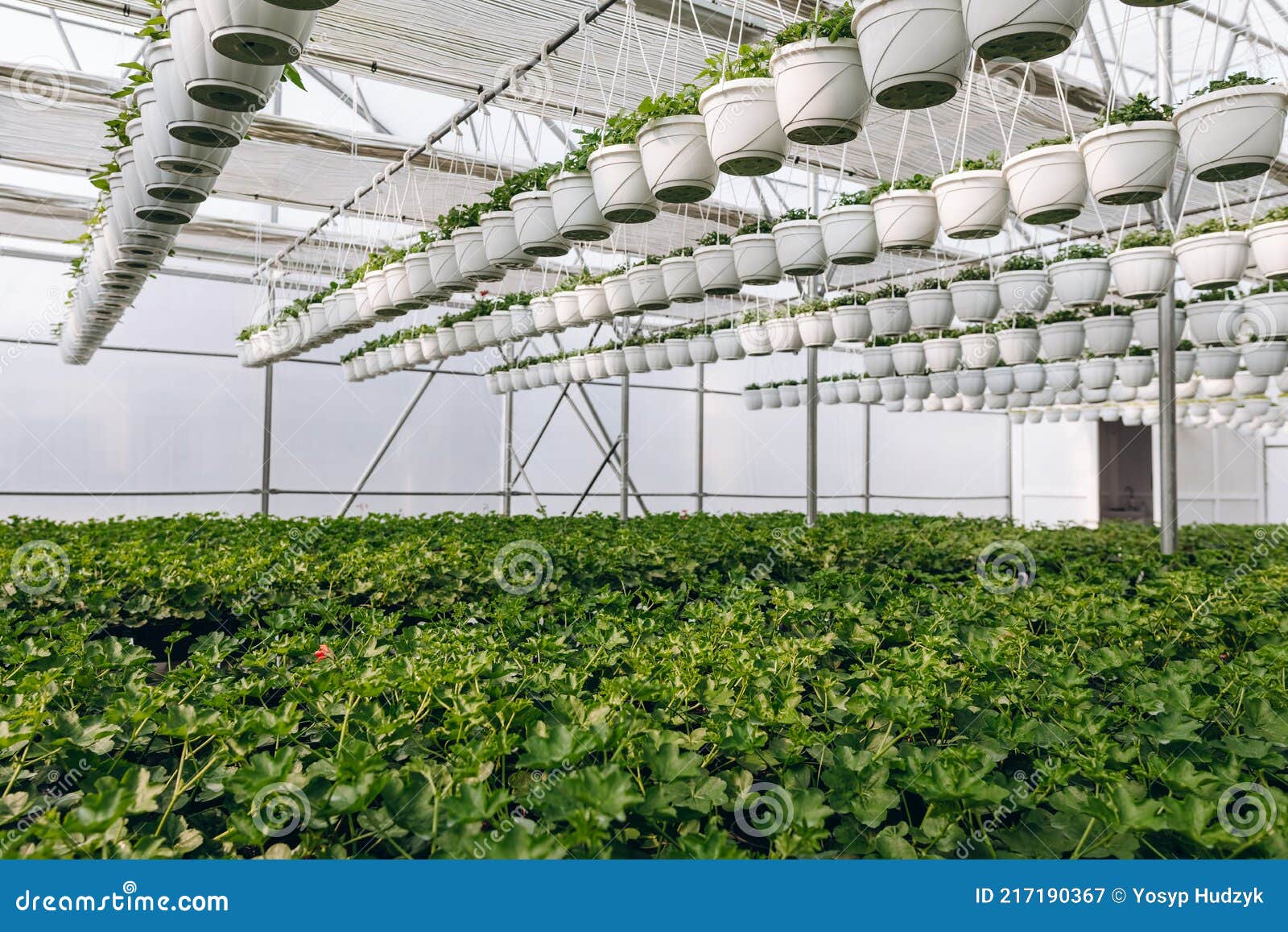 花盆中的植物 温室园艺库存图片 图片包括有橘园 卖花人 苗圃 温室 室内植物 自然 花盆中的植物 温室园艺库存图片 图片包括有橘园 卖花人 苗圃 温室 室内植物 自然