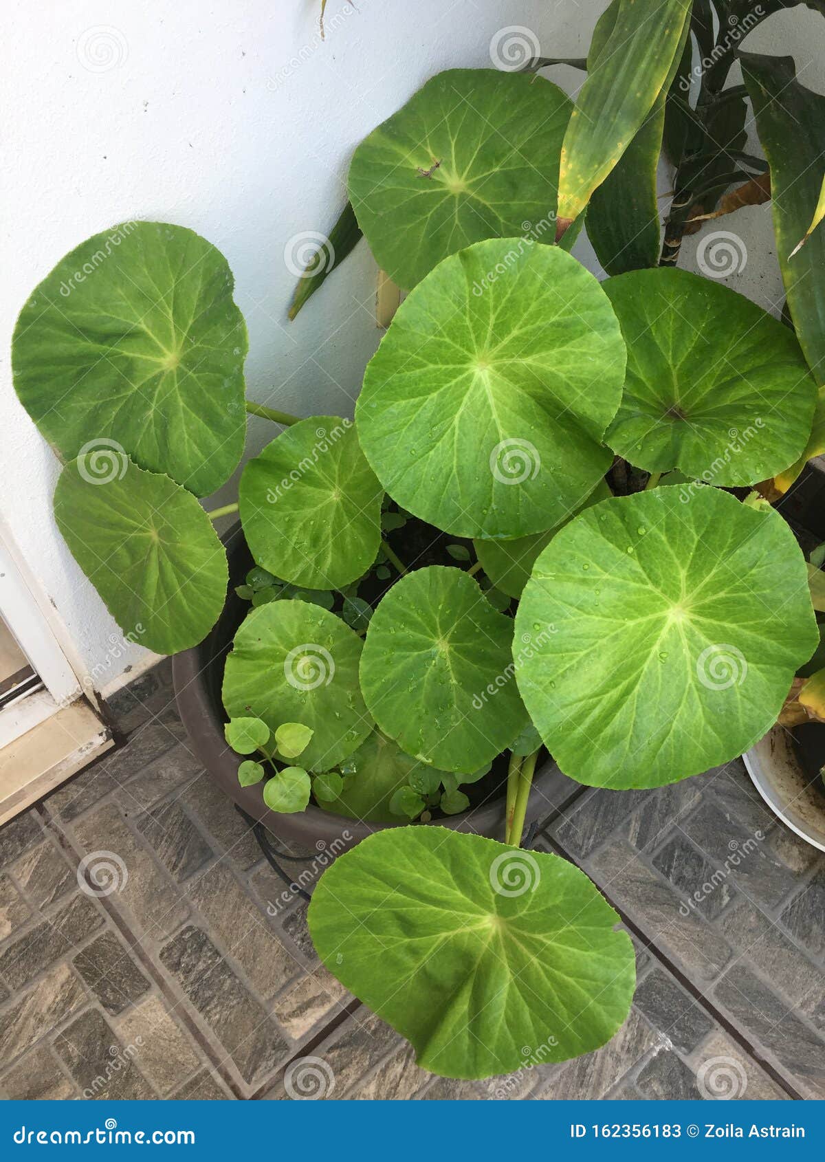 花盆水生植物库存图片 图片包括有空白 上升了 橙色 本质 绿色 五颜六色 池塘 自然 花盆水生植物库存图片 图片包括有空白 上升了 橙色 本质 绿色 五颜六色 池塘 自然