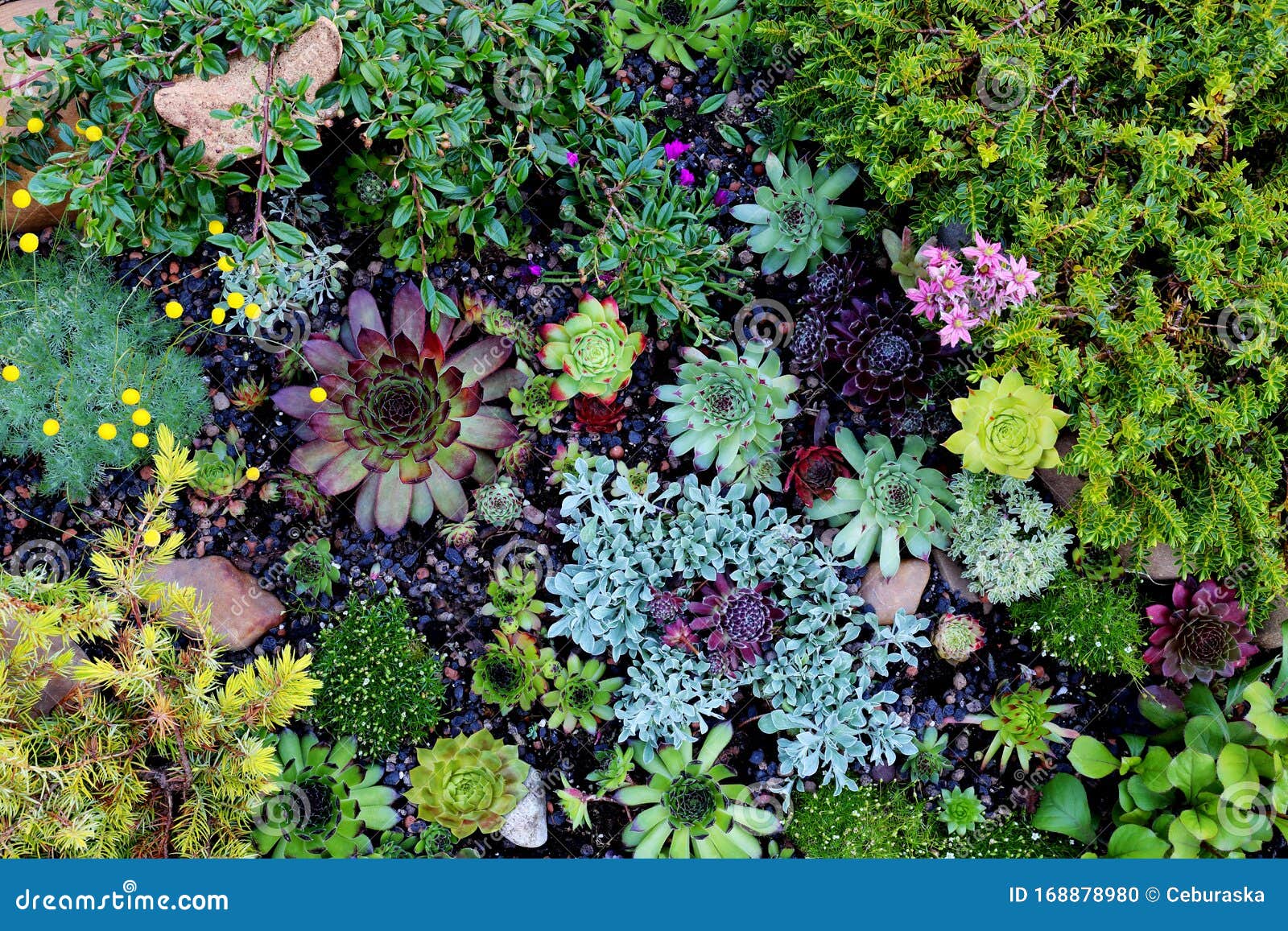 花盆里的多肉植物 迷你多彩的花园库存照片 图片包括有例证 增长 玻色子 投反对票 四季不断