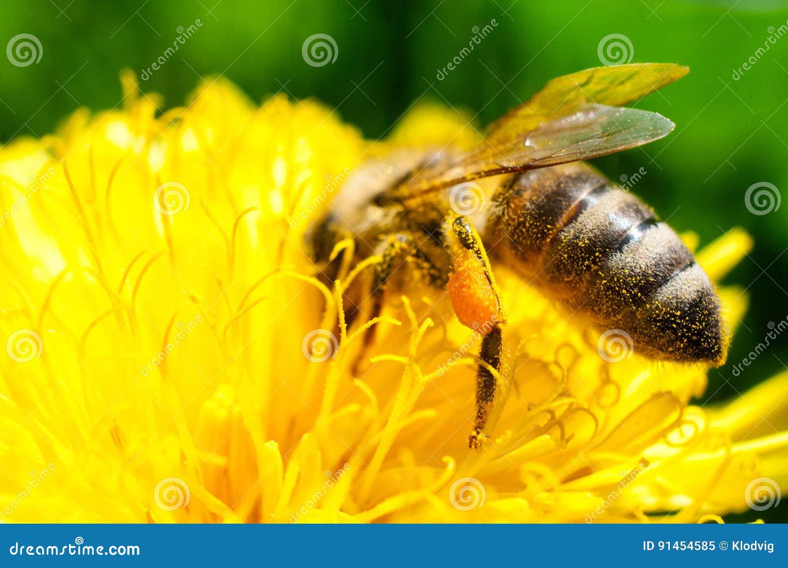 花粉篮子库存图片 图片包括有夏天 花蜜 收获 季节 开花 宏指令 蜂蜜 本质 敌意