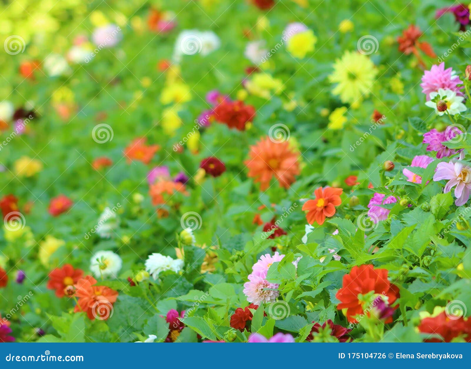 花色背景 春夏花卉自然田 花园壁纸库存照片 图片包括有自治权 绿色 绿叶 玻色子 开花的