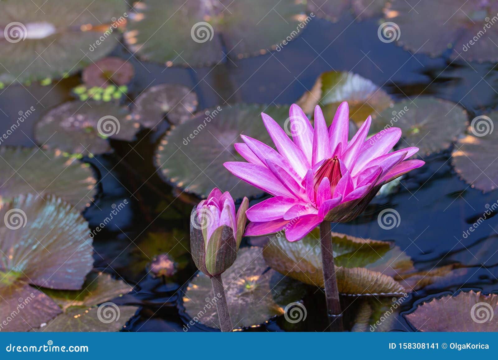 花莲与花蕾近身开花水莲库存图片 图片包括有飞溅声 莲花 花瓣 森林 工厂 水生 粉红色