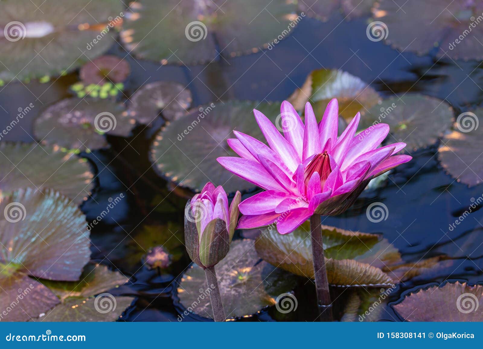 花莲与花蕾近身开花水莲库存图片 图片包括有花莲与花蕾近身开花水莲