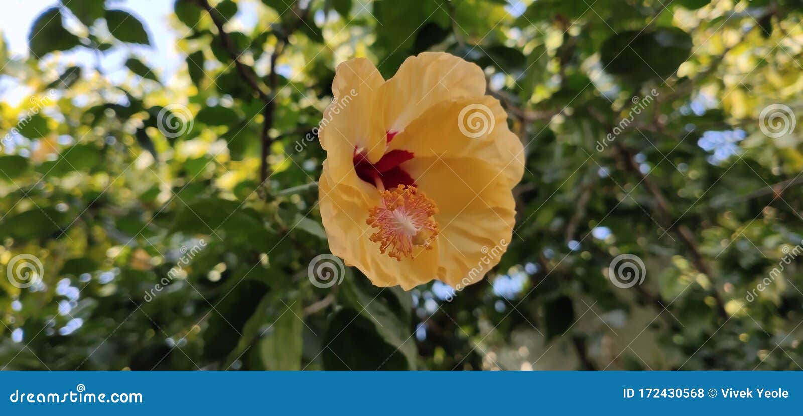 花青色芙蓉天然摄影库存照片 图片包括有自然 黄色 哪些 摄影 颜色 木槿 花青色芙蓉天然摄影库存照片 图片包括有自然 黄色 哪些 摄影 颜色 木槿